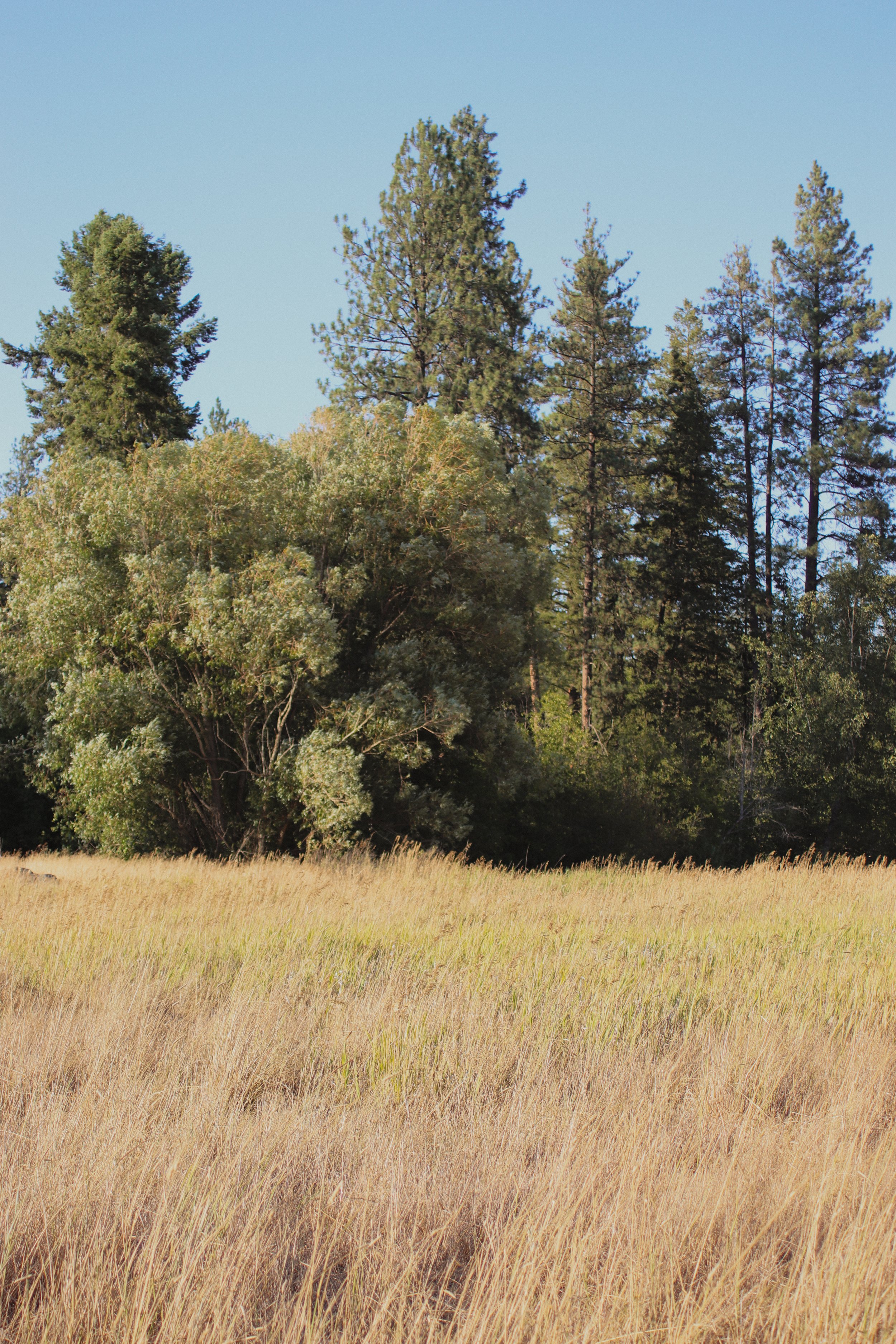 A scenic landscape featuring a grassy field in the foreground and tall evergreen trees against a clear blue sky in the background.