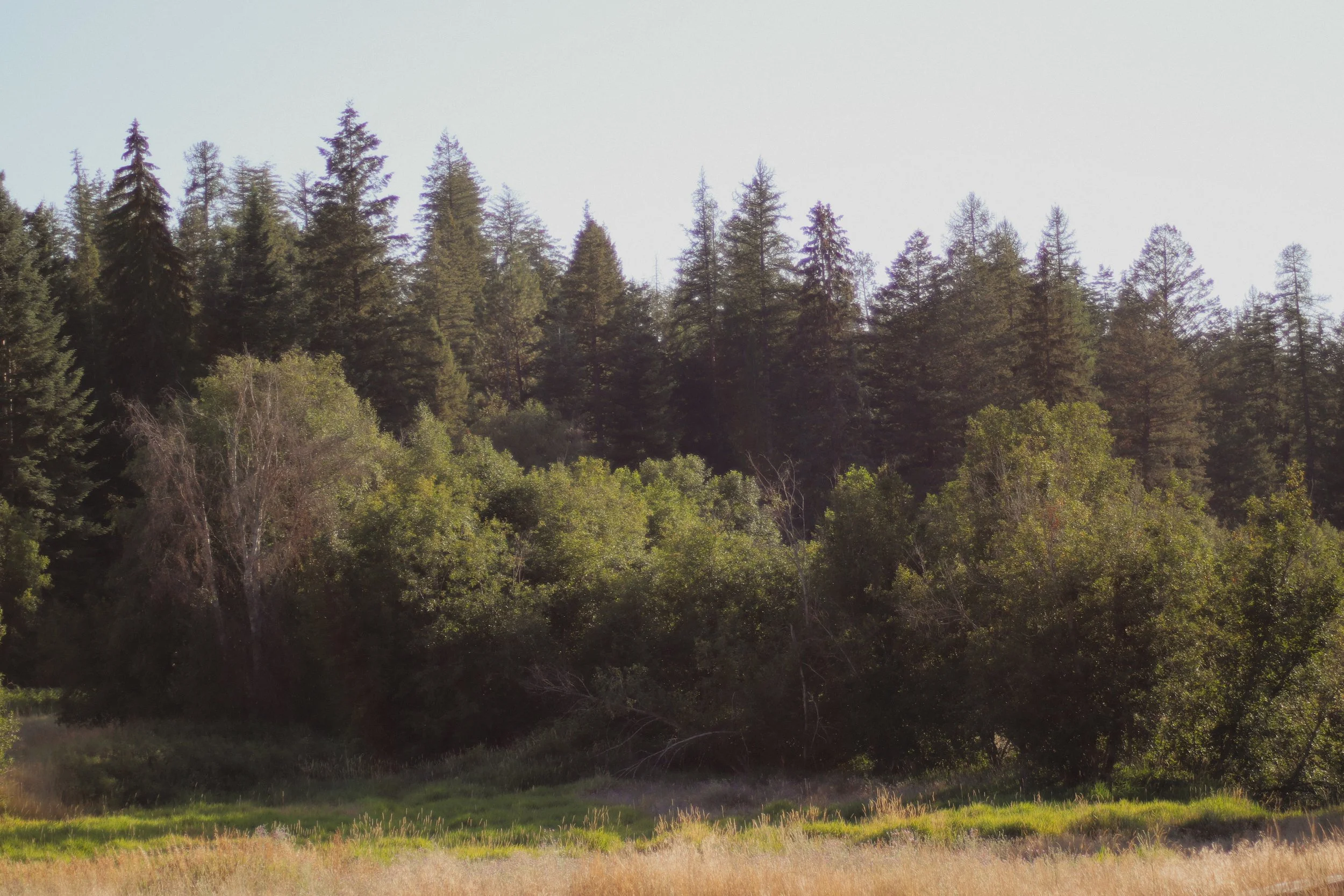 A forested landscape with tall evergreen trees on a hill, reflected in a body of water below, under a clear sky.