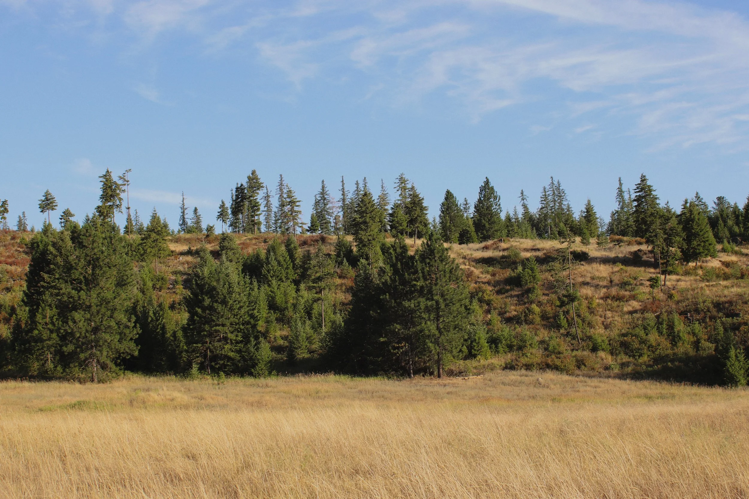 A natural landscape featuring a golden grassy field in the foreground, a dense forest of green pine trees on a hillside in the middle distance, and a clear blue sky with wispy clouds overhead.