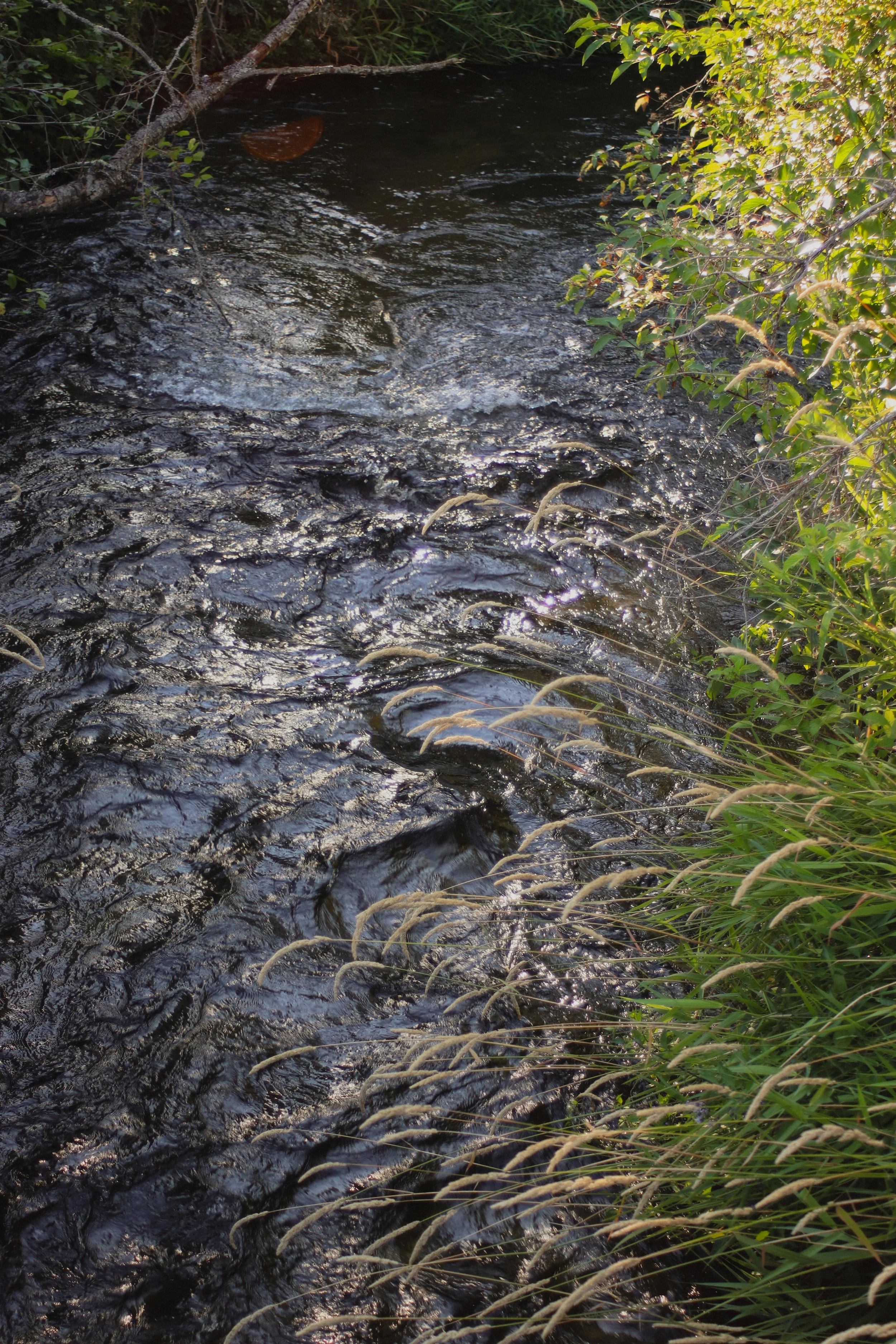 A small dark river or stream surrounded by green foliage and some branches hanging over the water, with sunlight filtering through the leaves.