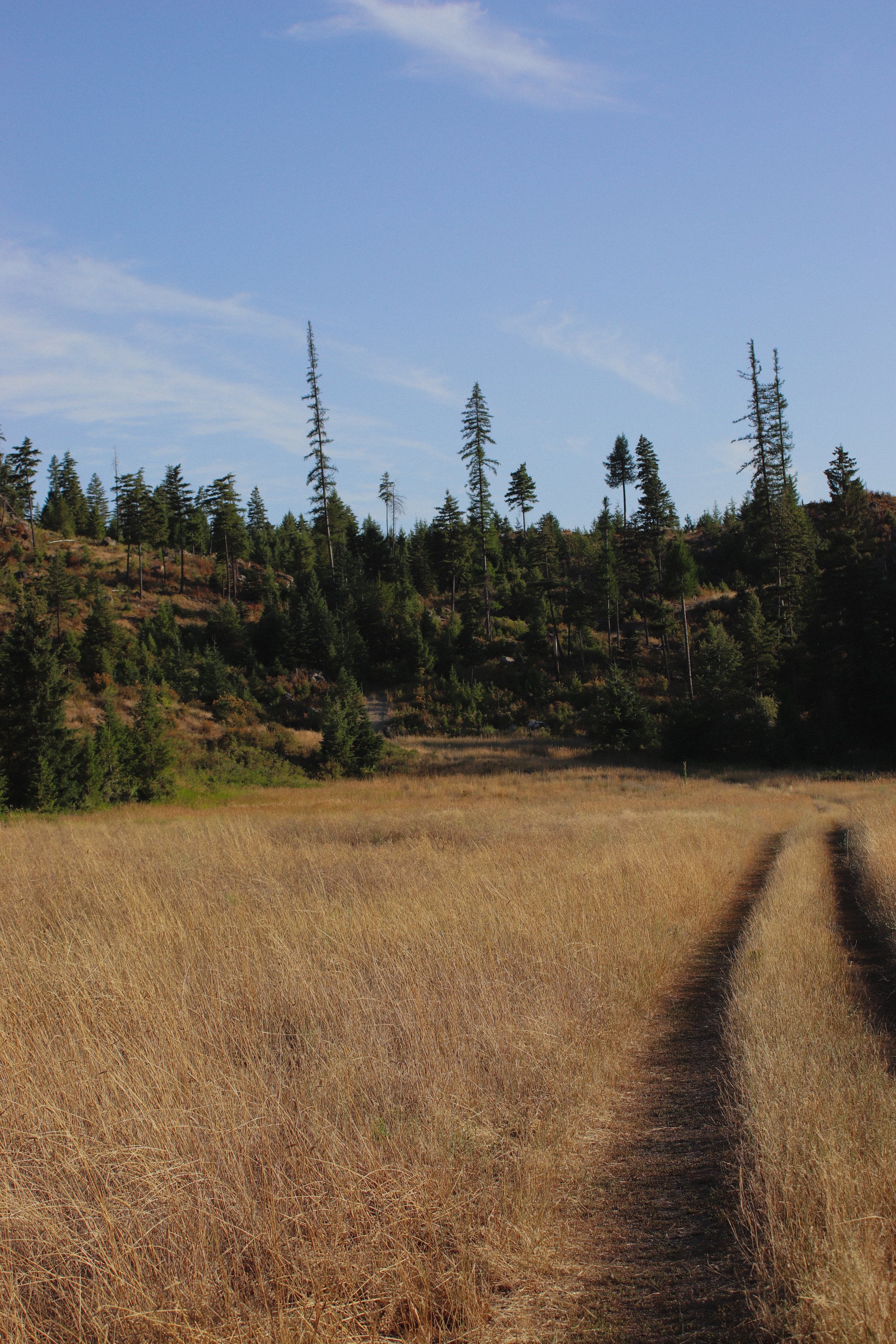 A dirt trail runs through a field of tall, dry grass, leading towards a hillside covered with green pine trees under a pale blue sky with wispy clouds.