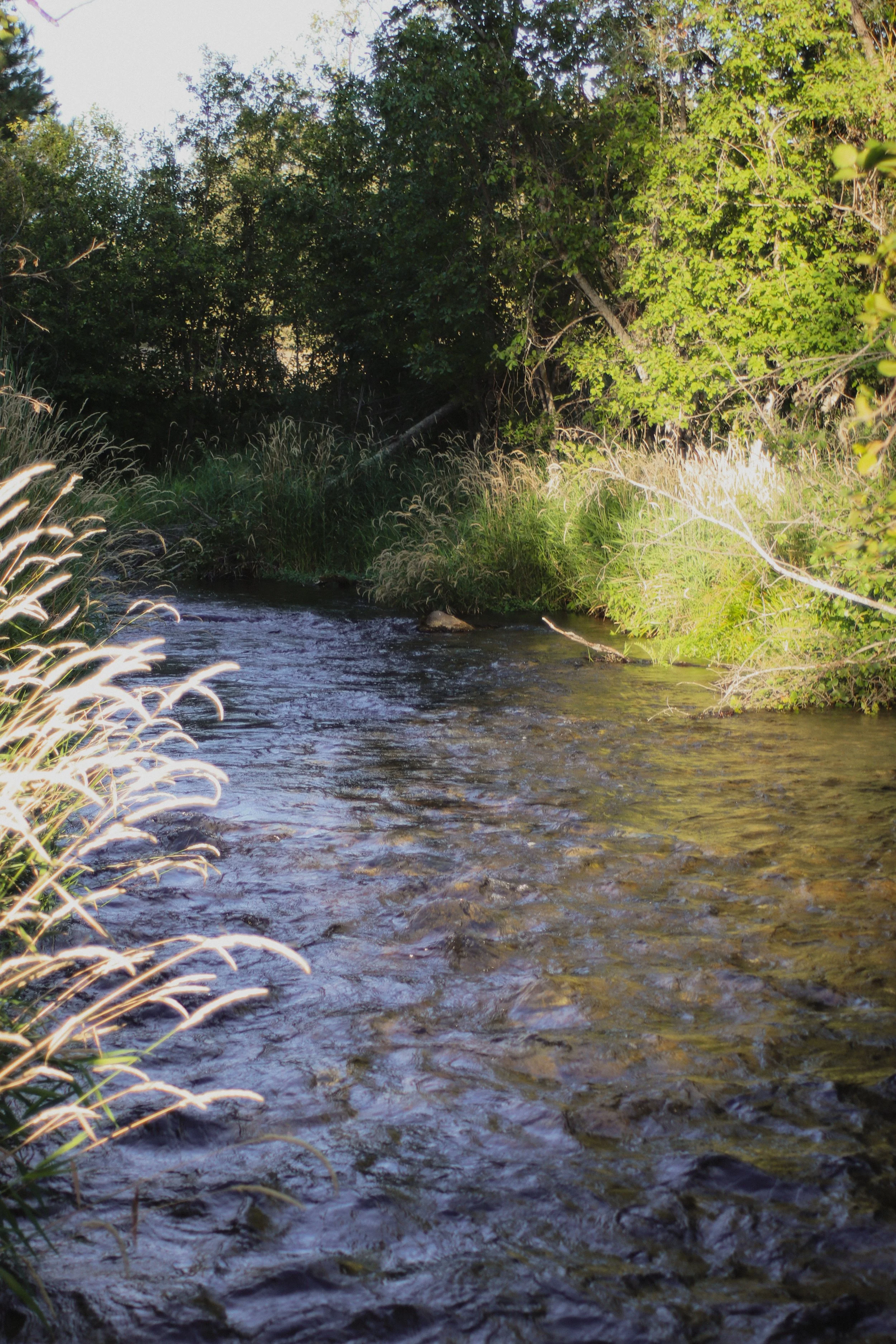 A small stream flowing through a lush, green forest with tall grass and trees on both sides, sunlight filtering through the leaves.