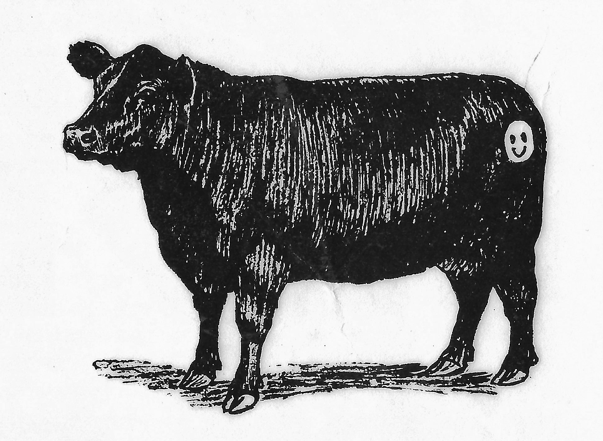 B&W Sketched Cow with smiley face drawn on posterior