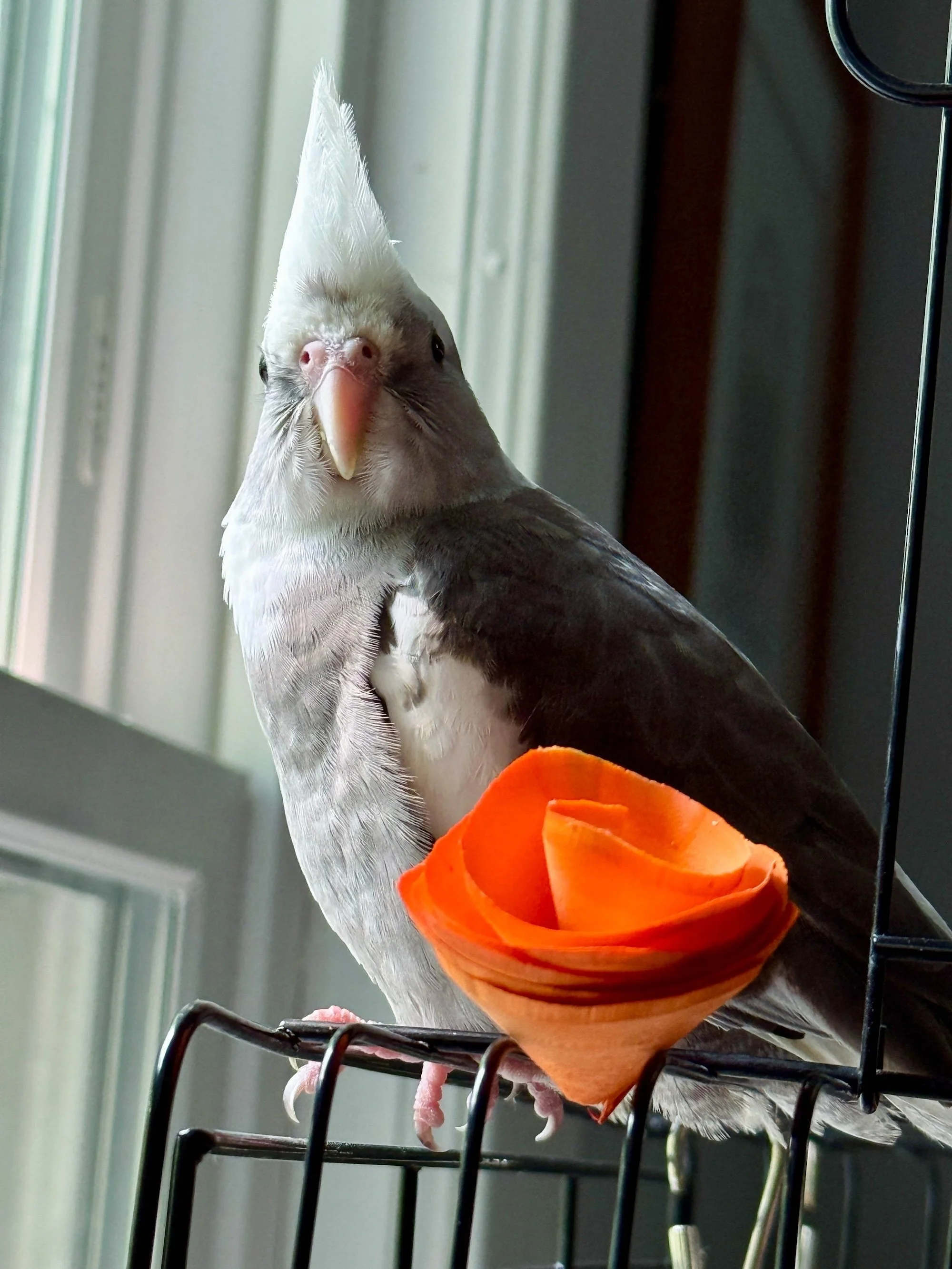 Young gray and white cockatiel by a window. Ornage balsa wood flower in foreground