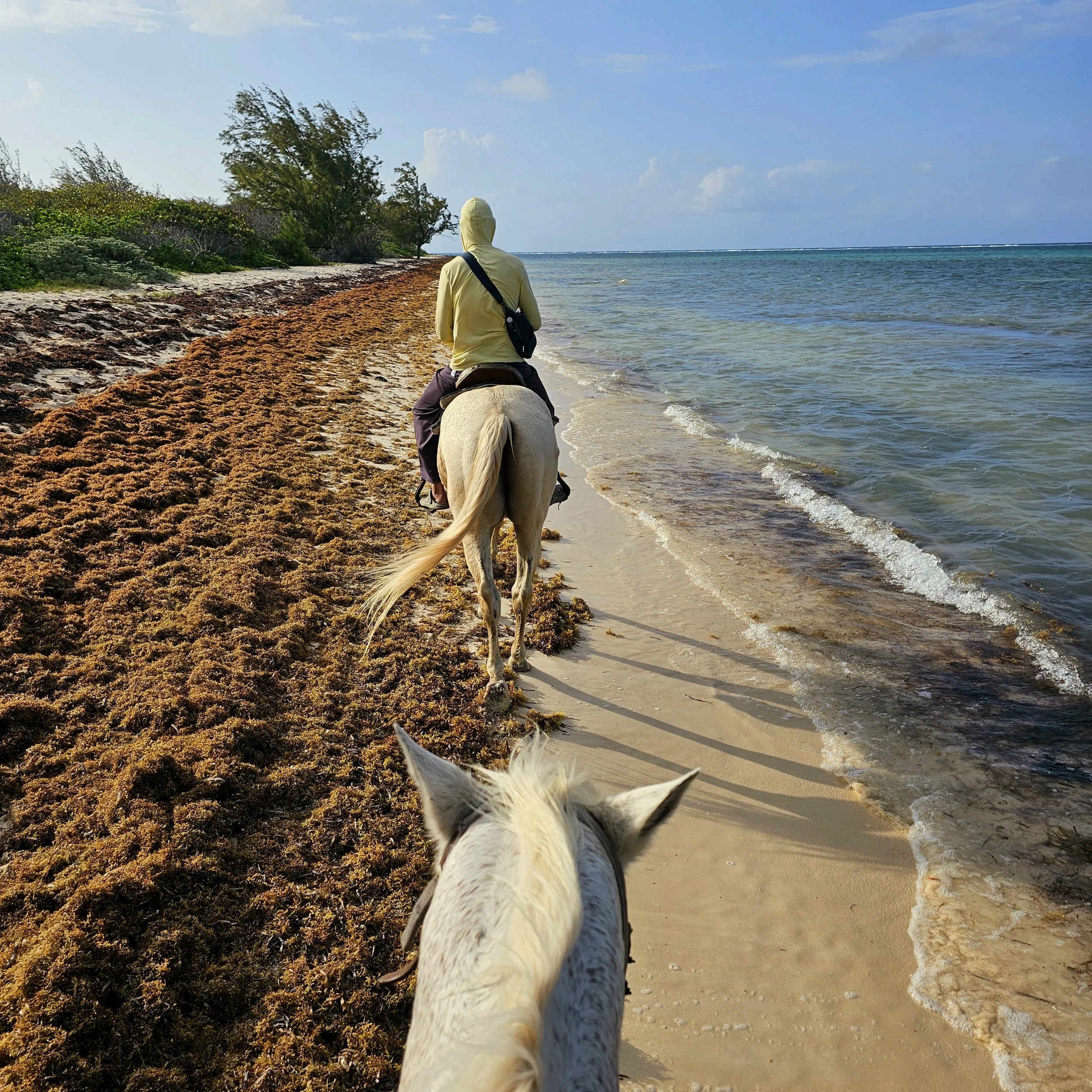 Person riding a white horse along a sandy beach with seaweed, small trees, and the ocean in the background.