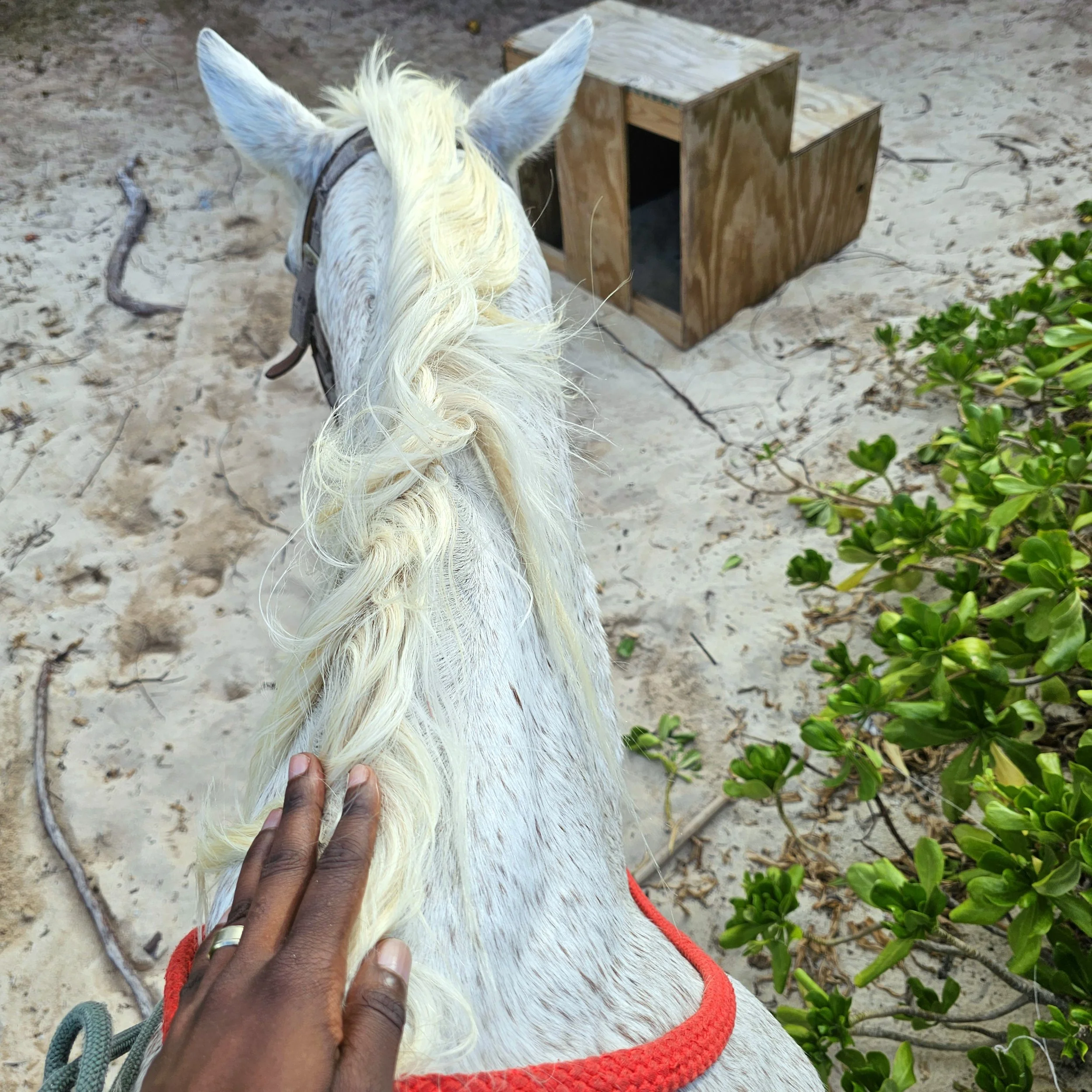 A person with dark skin holding the neck of a white horse, standing outdoors on sandy ground with green plants nearby. The horse has a white mane and is wearing a gray halter. There is a wooden structure in the background.