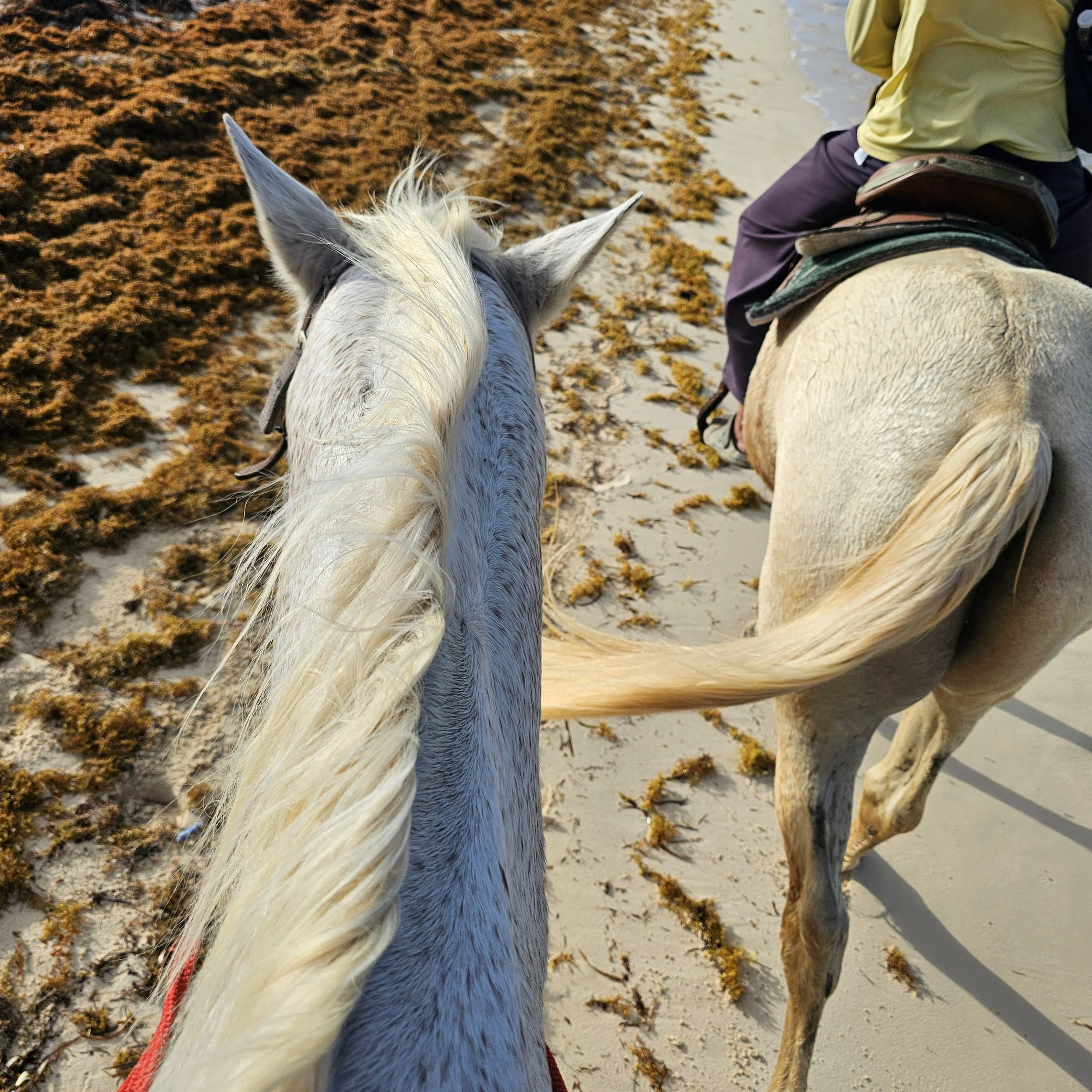 A person riding a white horse along a sandy beach covered with seaweed, viewed from behind.