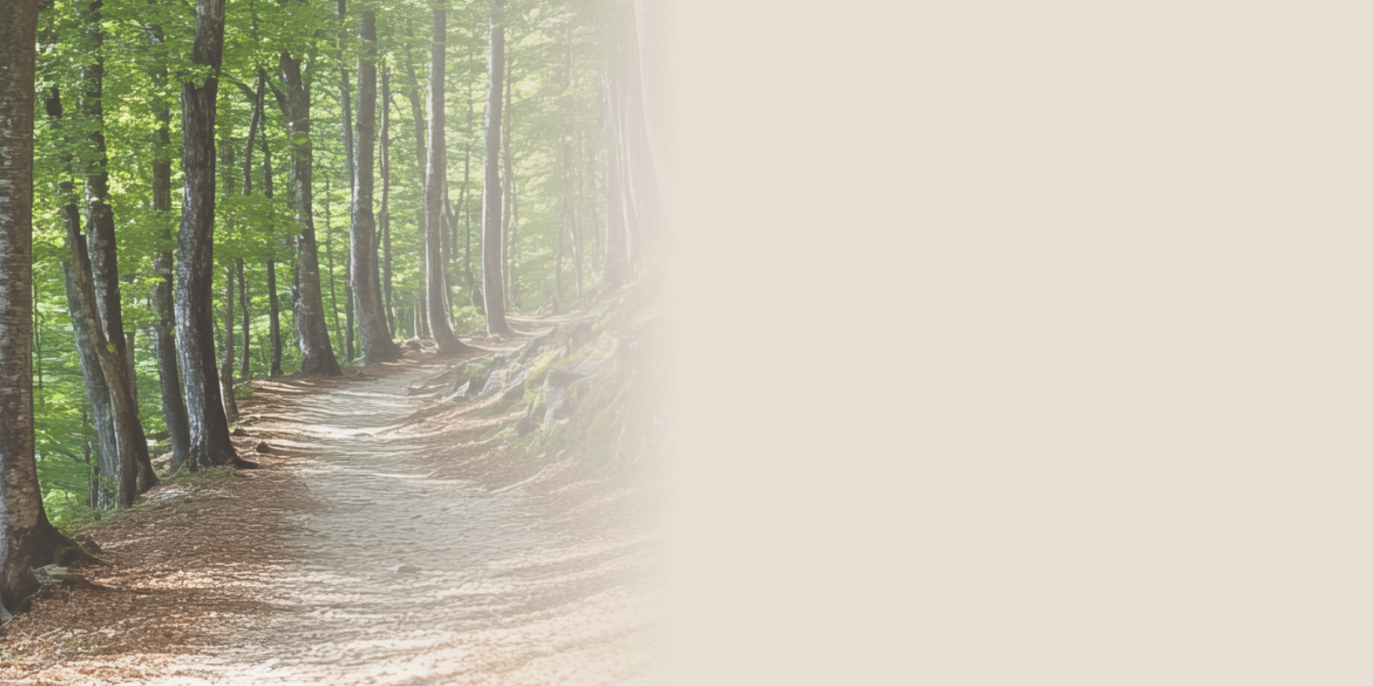Woodland path leading through the trees, symbolising finding clarity, choosing the right next step and building a stronger organisation.