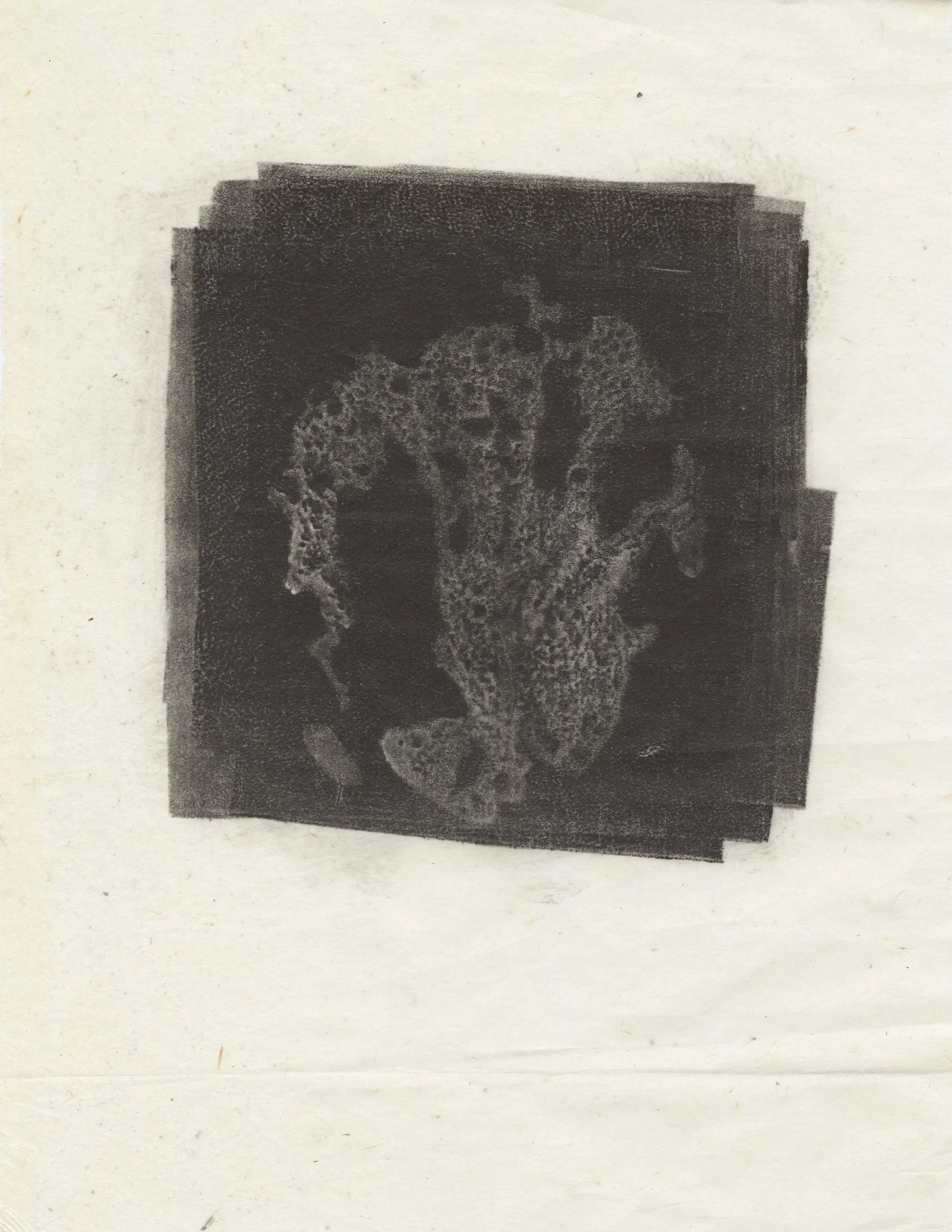 oyster shell monotype