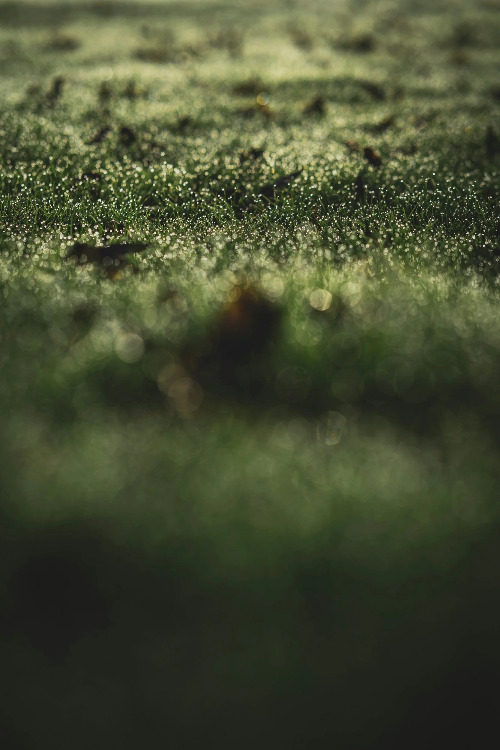Close-up photograph of dew-covered grass blades in morning sunlight, with a bokeh background creating a sparkling effect.