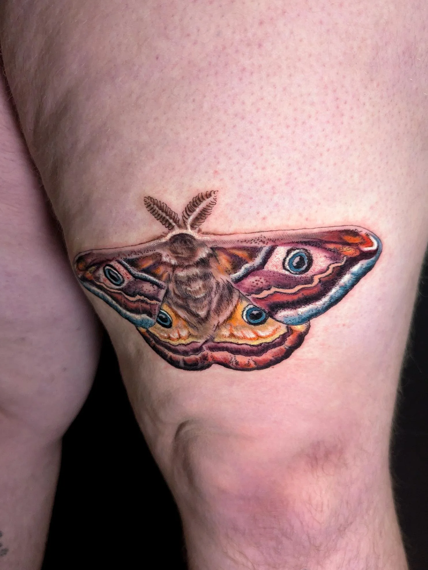 cecropia-moth.jpeg