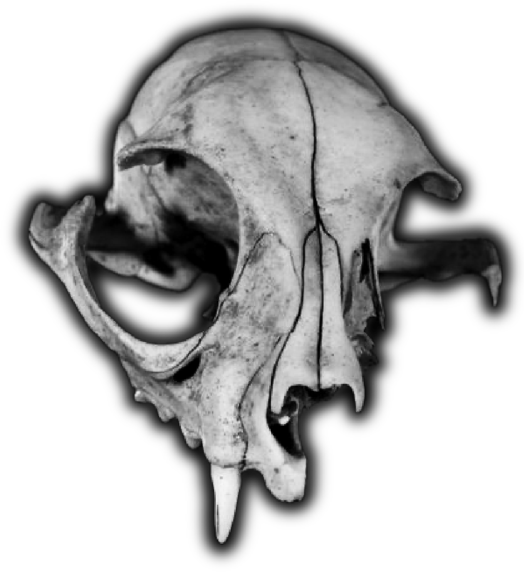 animal-skull-3in-360-2.5in-200.png