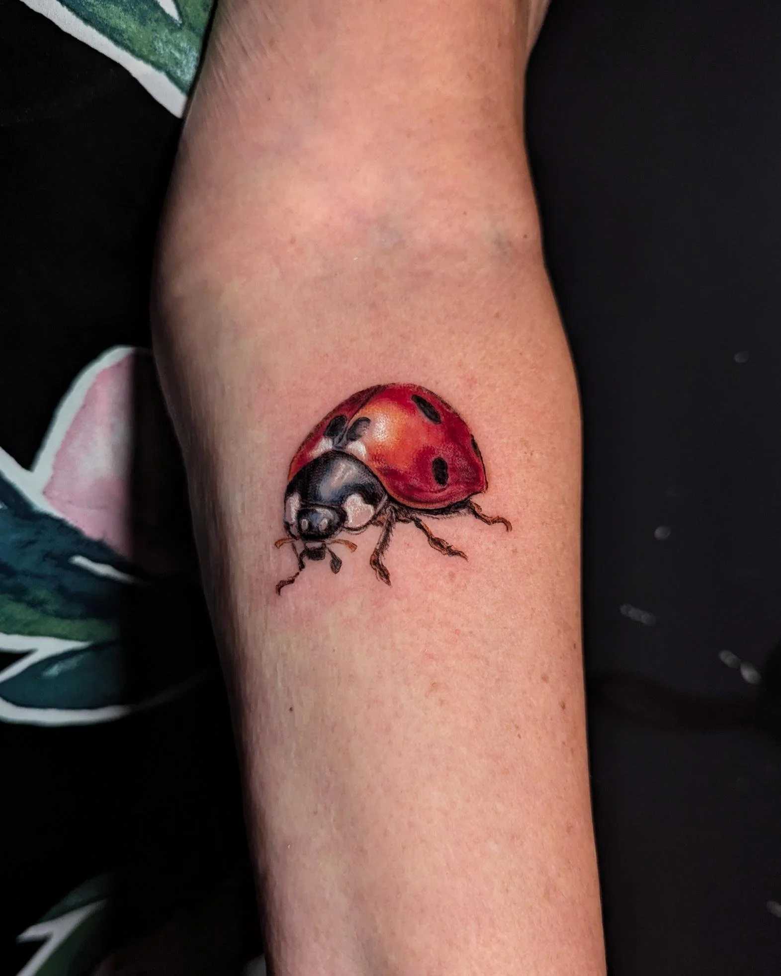 ladybug.jpeg