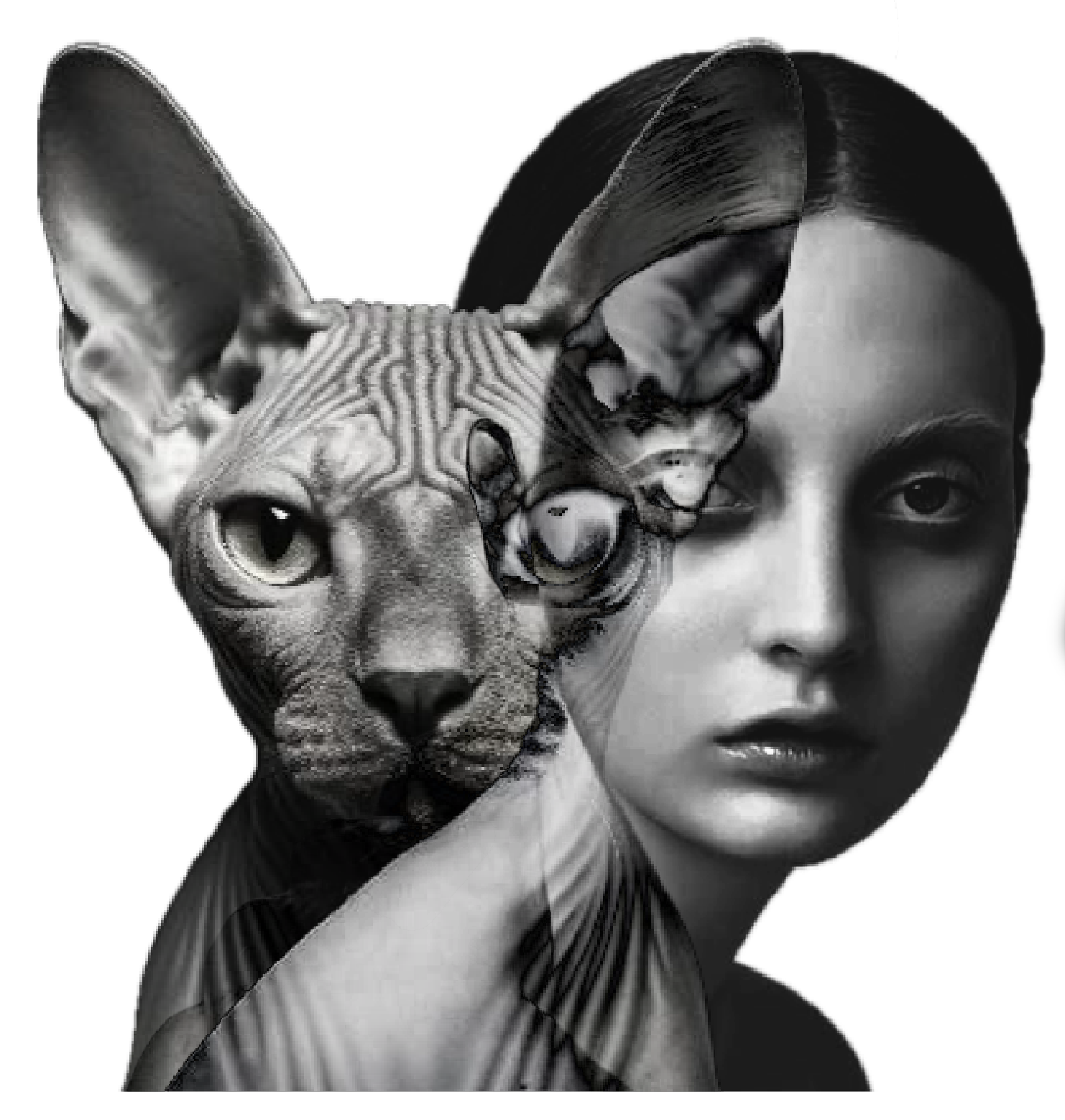 sphynx-cat-hybrid-5in-900-3.5in-540.png