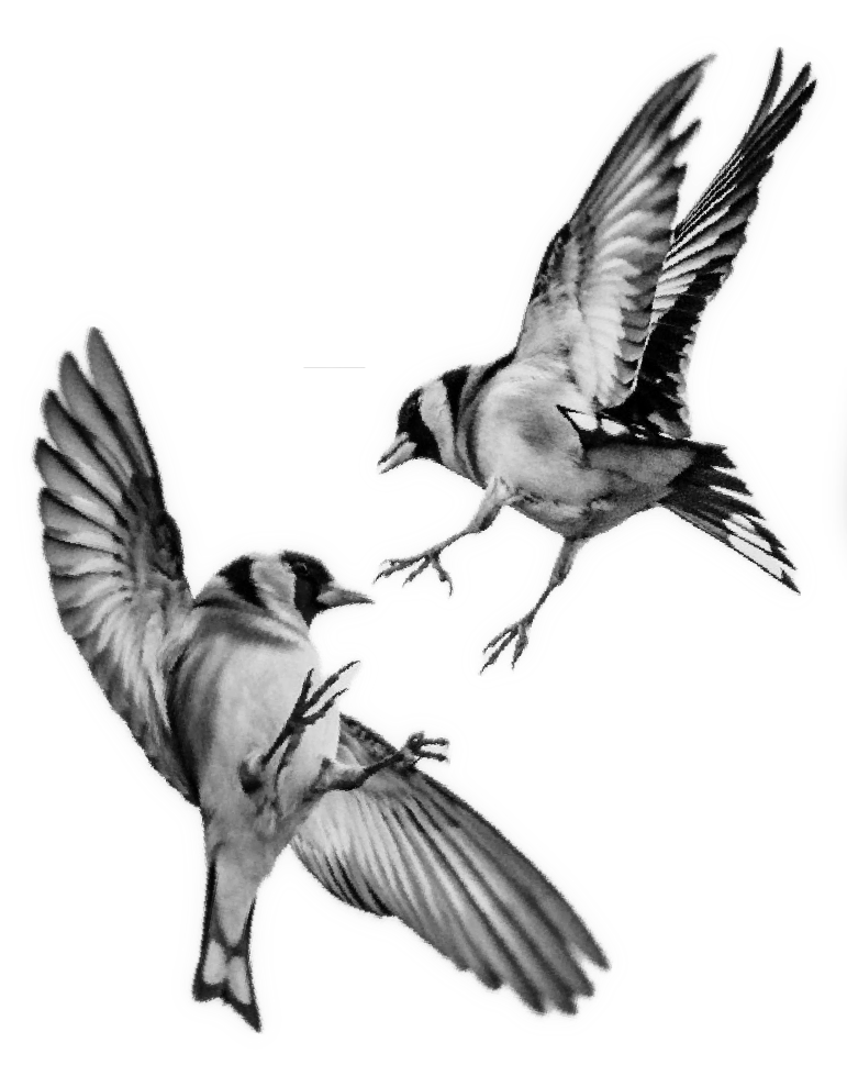 fighting-swallows-3.5in-360-4in-540.png