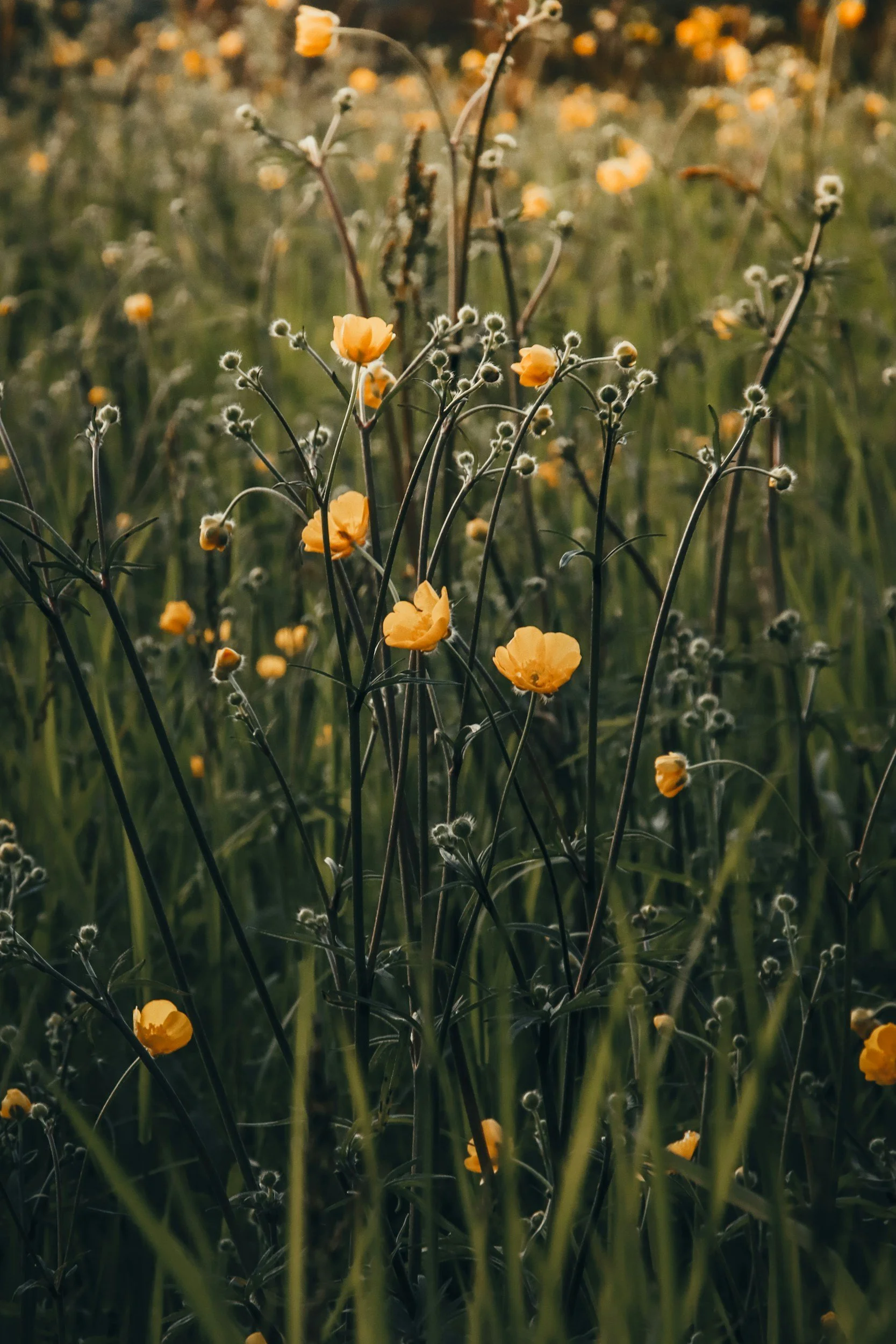 Close-up of yellow wildflowers in a field with tall green grass and a blurred background of more flowers.
