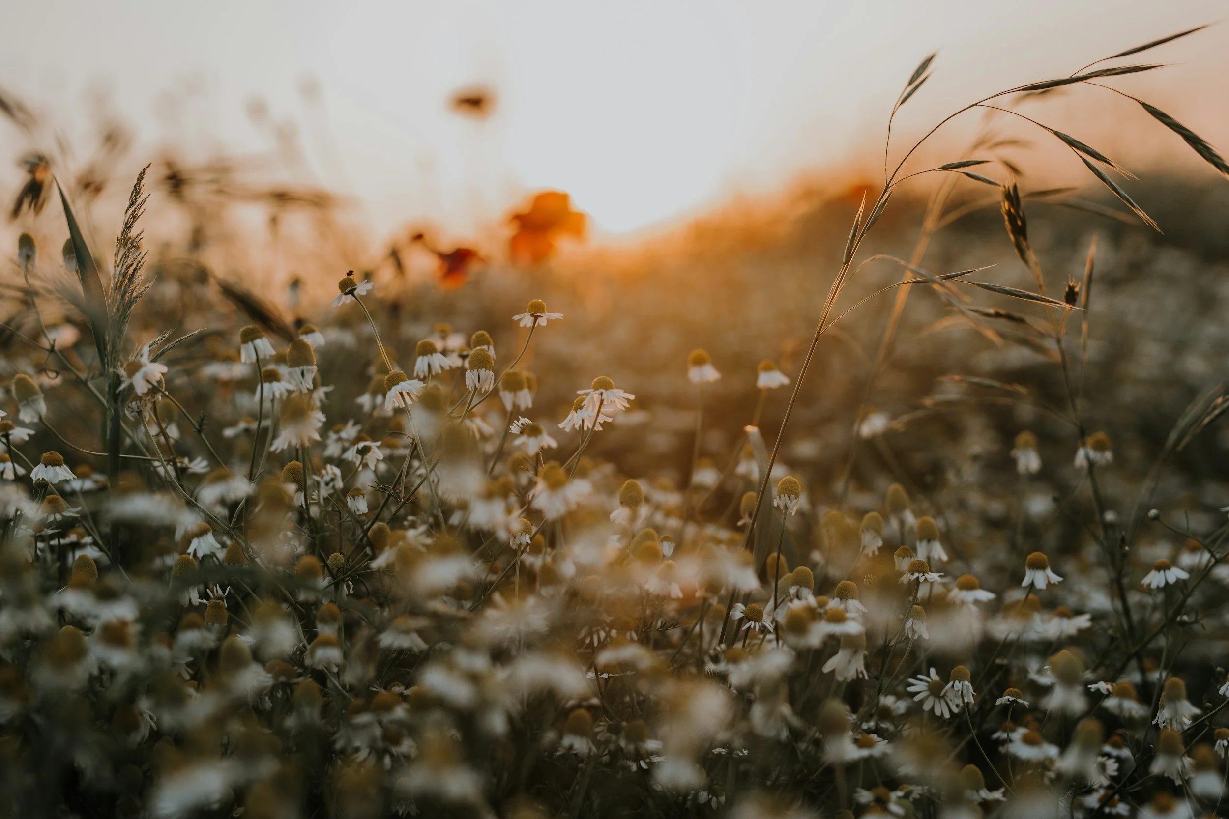 A field of small white daisies with yellow centers and tall grass, illuminated by warm golden sunset light.