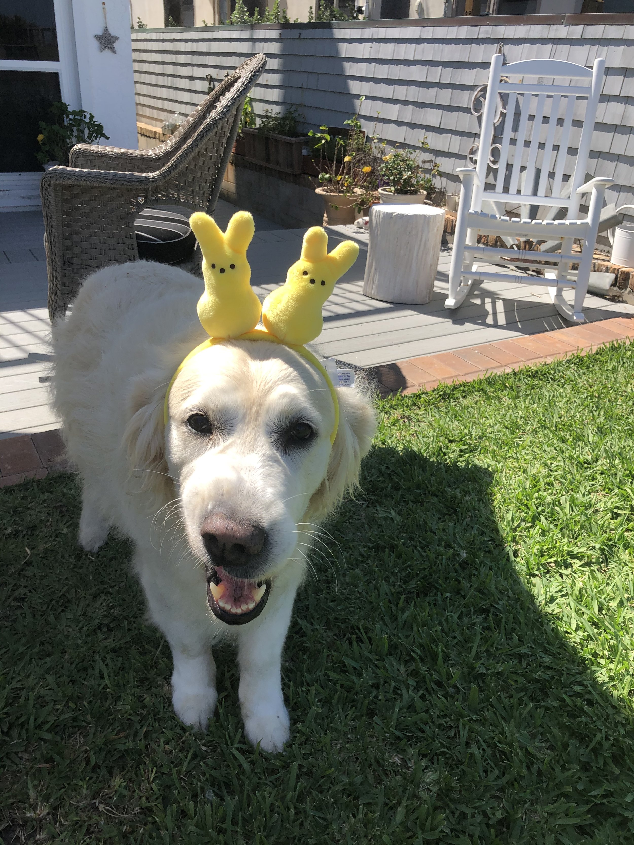A happy dog with yellow plush bunny ears headband standing on grass in a backyard, with patio furniture and potted plants in the background, under sunny weather.