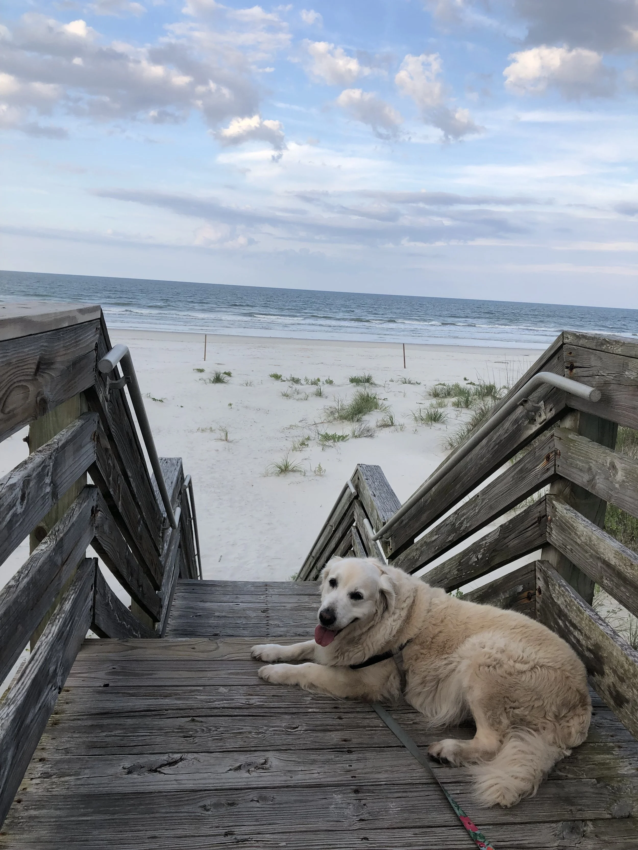 Golden retriever lying on wooden stairs leading to a beach with sand and grass, looking at the camera and panting, with the ocean and between cloud and sky in the background.