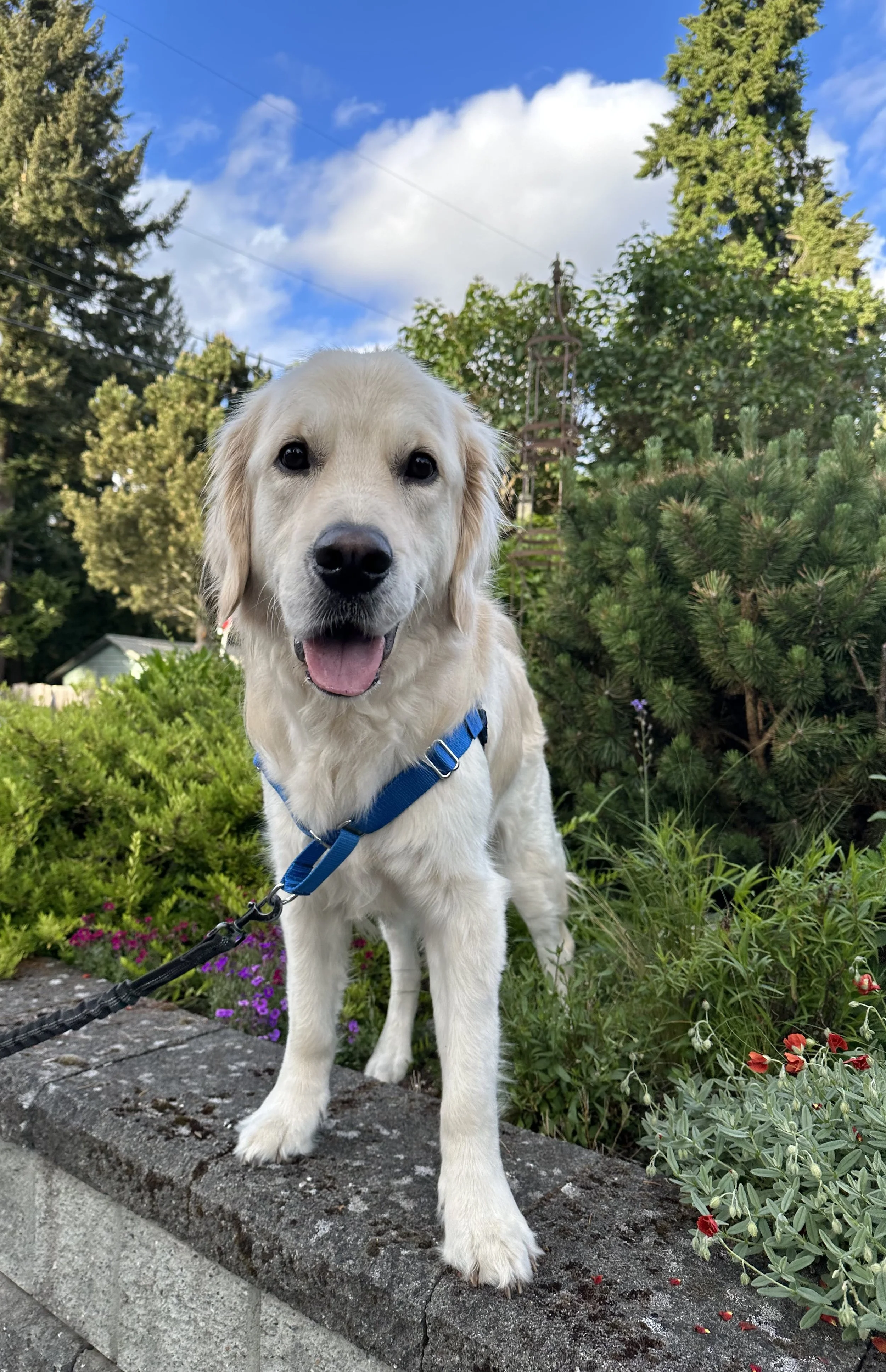 A friendly golden retriever puppy with a blue harness standing on a stone border in a lush garden with vibrant green plants and colorful flowers, under a bright blue sky with some clouds.