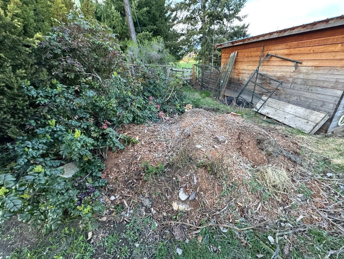A backyard with a dirt patch near a wooden shed, surrounded by bushes and trees, with some metal fencing panels leaning against the shed.