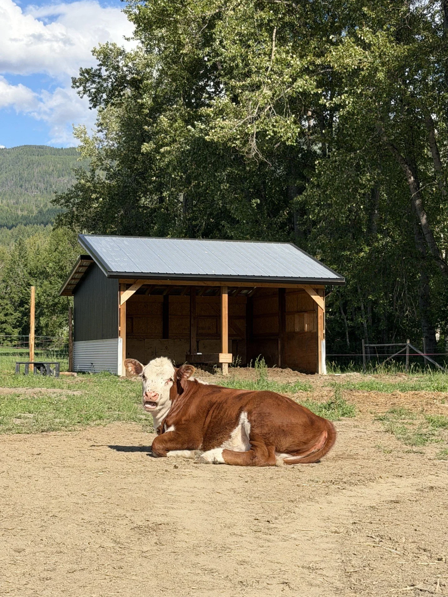 A calf resting on the ground in front of a barn with a metal roof, surrounded by green trees and mountains in the background, with blue sky and clouds above.