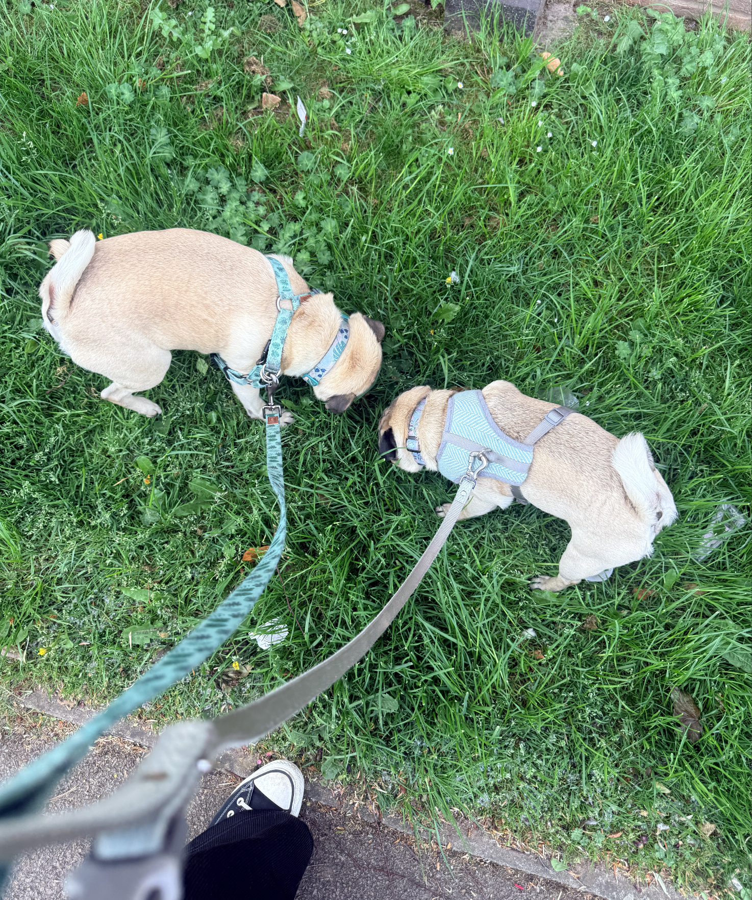 Two dogs on leashes sniffing grass and plants on a sidewalk surrounded by green grass and foliage.