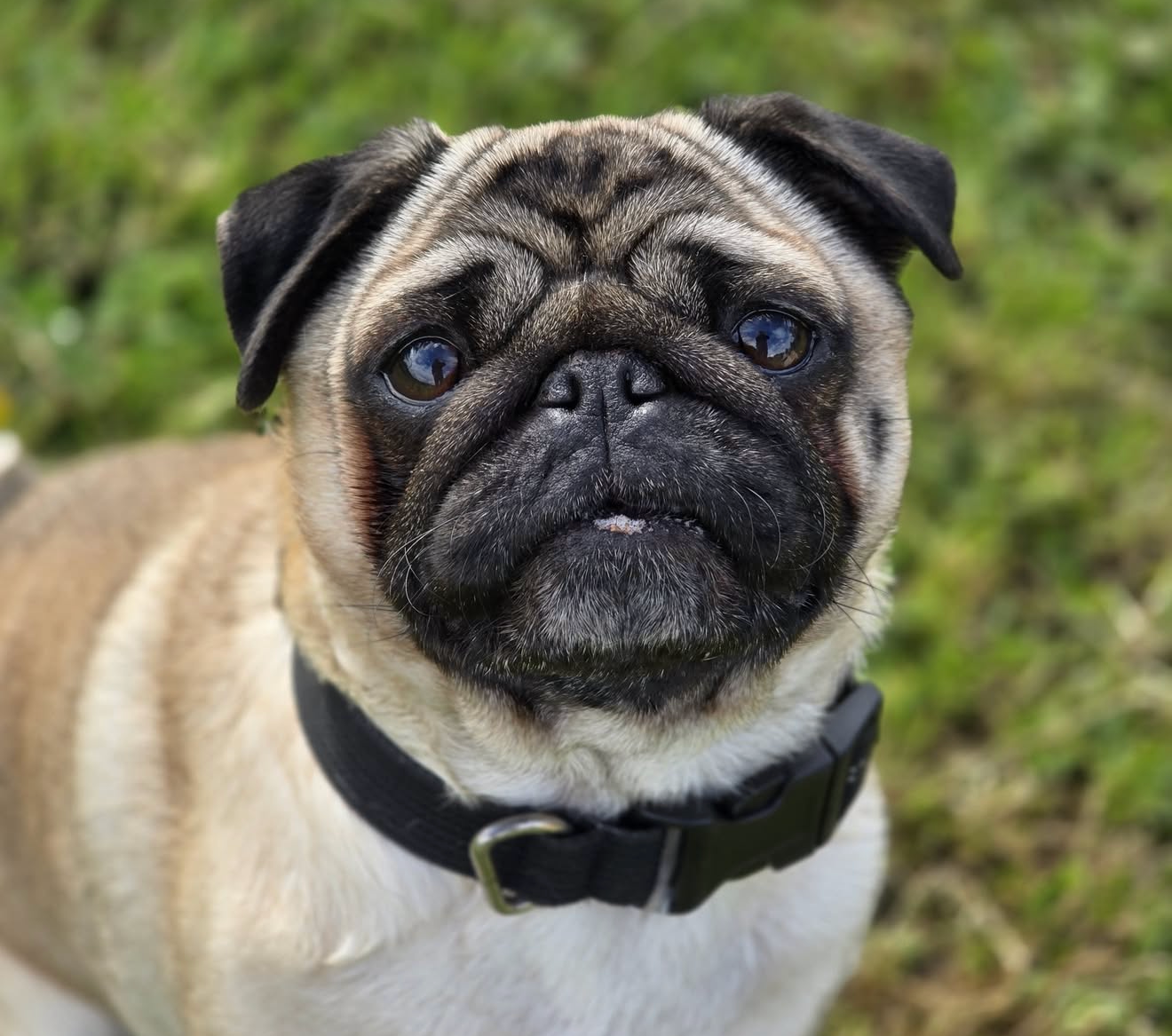 Close-up of a pug dog outdoors with a green grassy background, wearing a black collar.