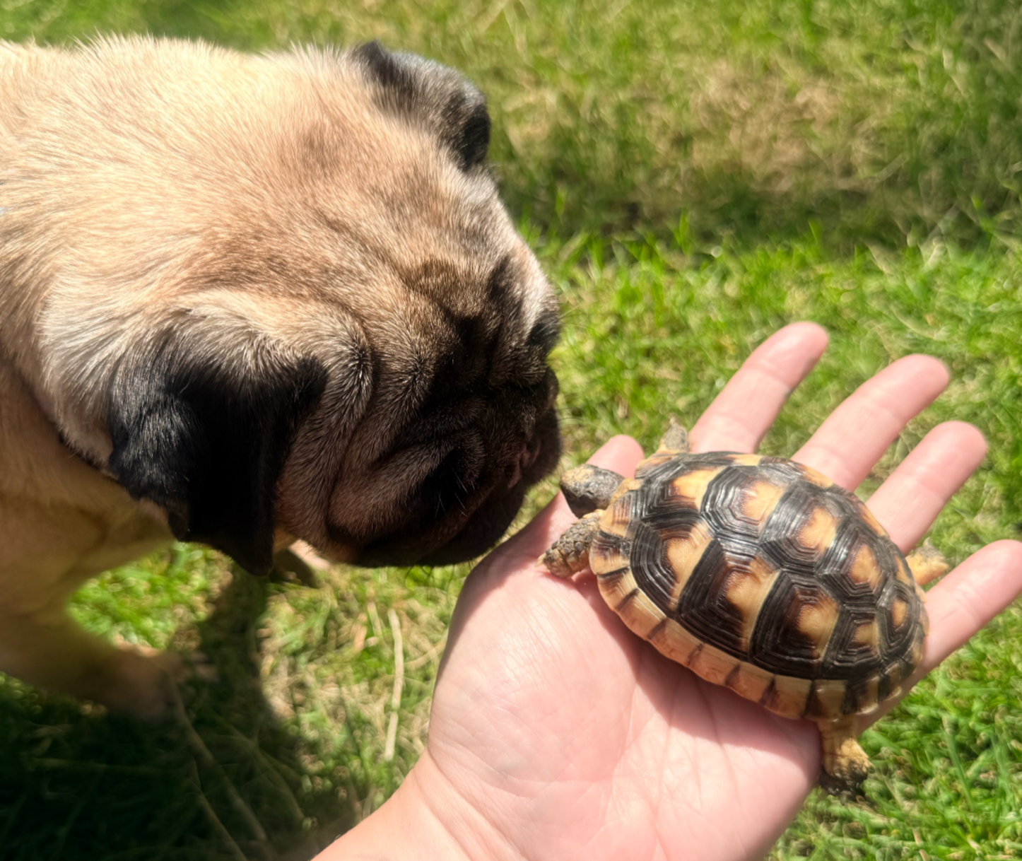A pug dog sniffing at a small tortoise resting on a person's hand outdoors on green grass.