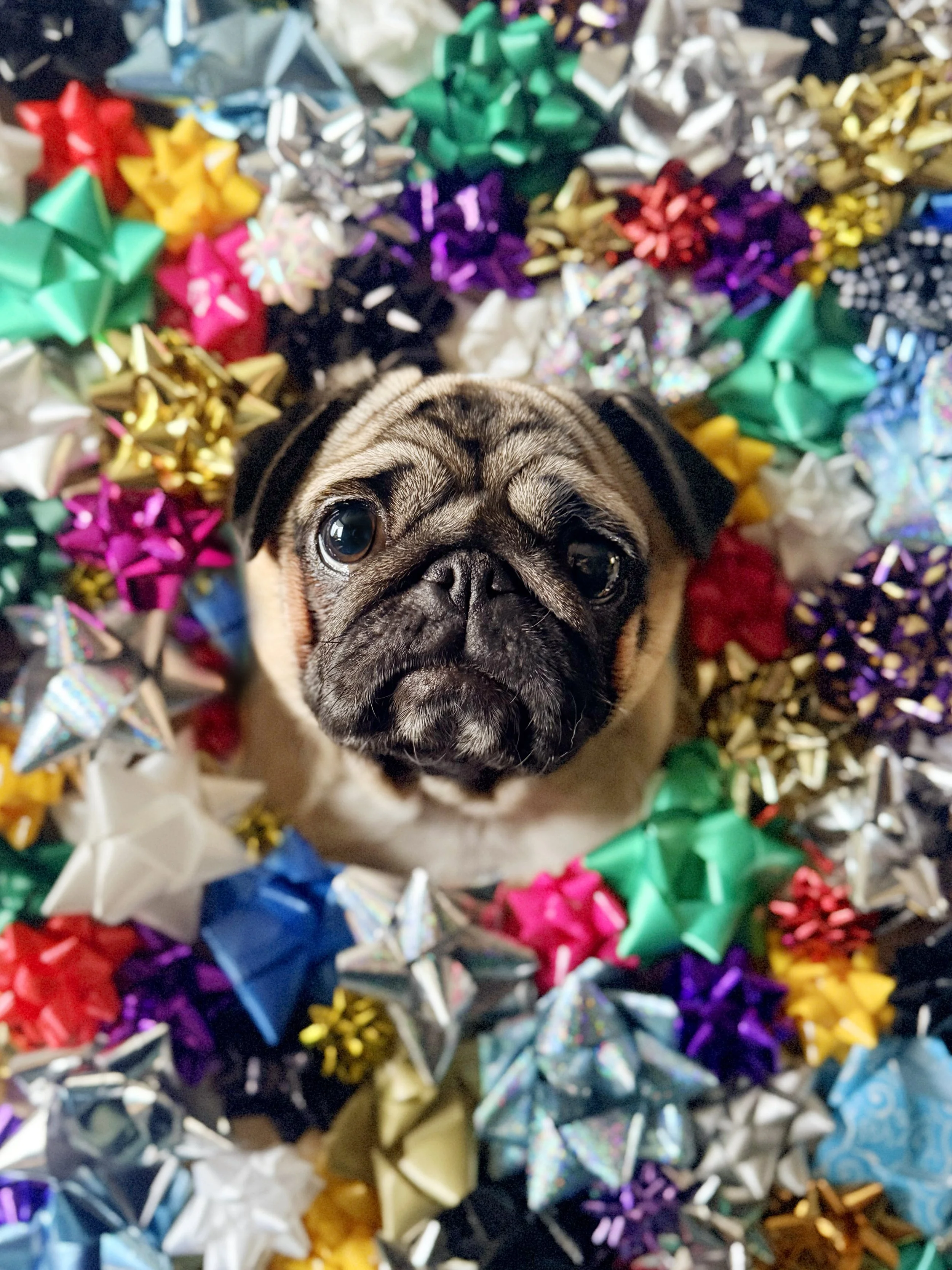Close-up of a cute pug dog surrounded by colorful shiny gift bows in various colors including green, red, yellow, purple, gold, and silver.