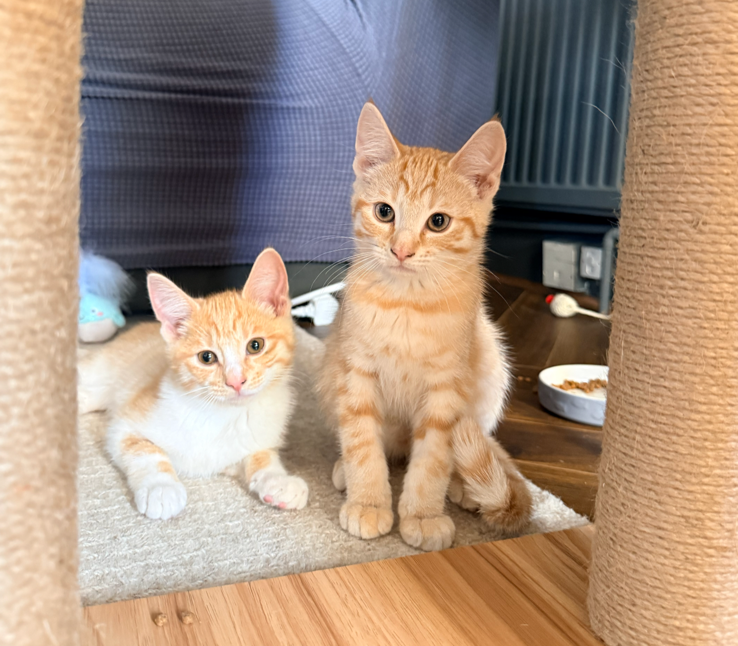 Two orange tabby kittens, one lying down and one sitting, on a beige carpet near a scratching post, with a gray curtain and a bowl of dry cat food in the background.