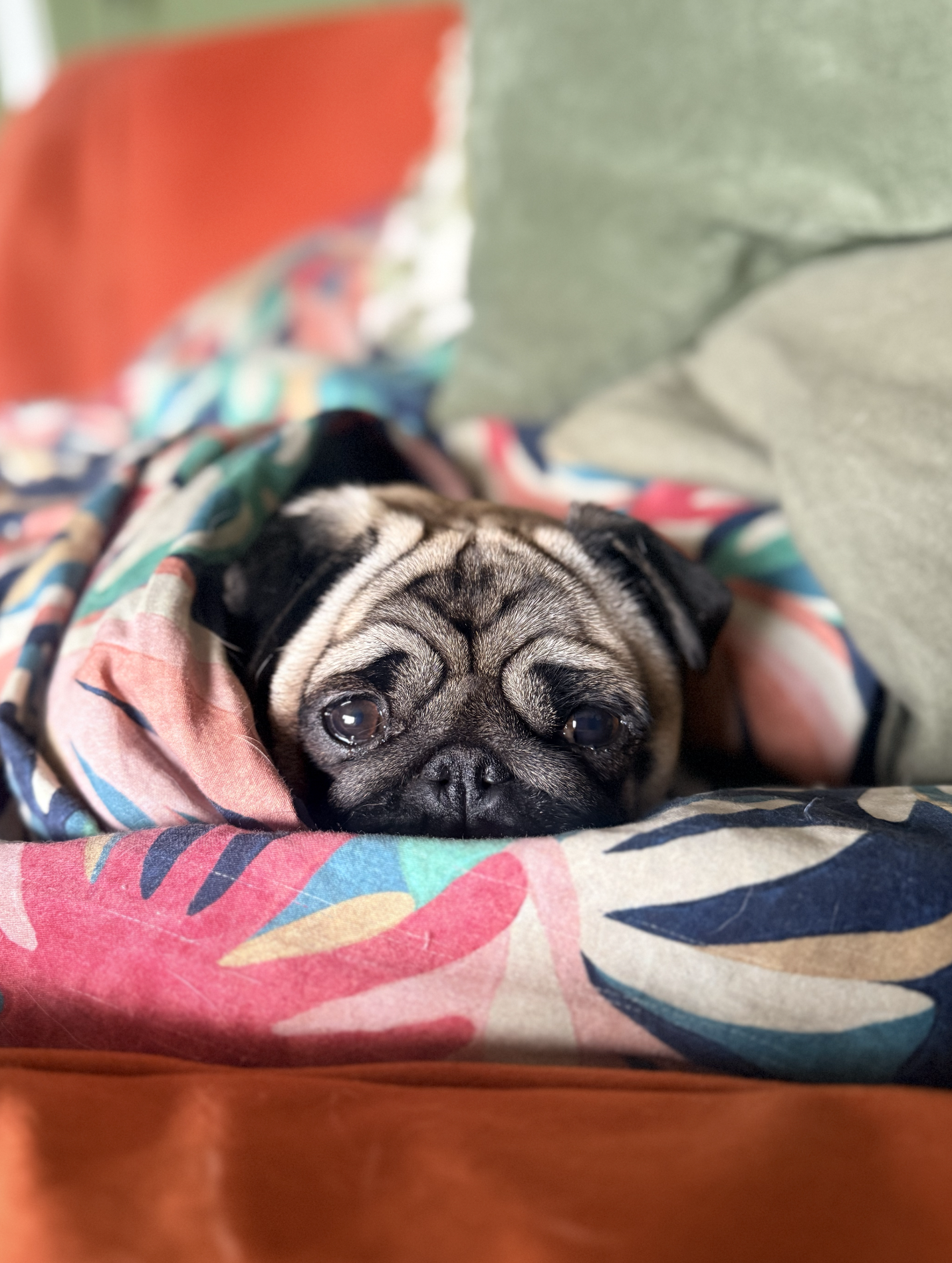 A small pug dog with a wrinkled face and big, dark eyes, lying on a colorful floral blanket and looking up at the camera.