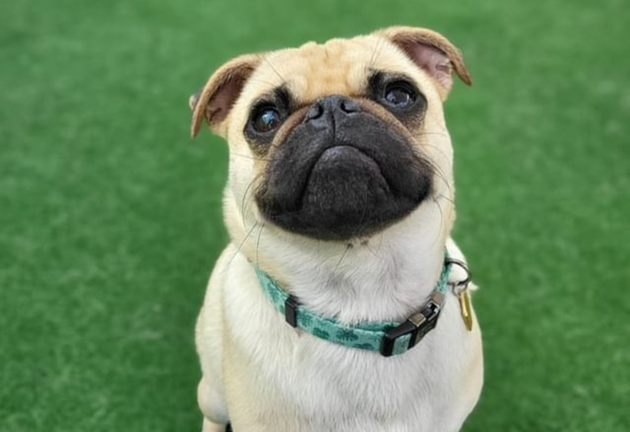 Close-up of a small tan pug dog with a black face mask, sitting on bright green grass, wearing a blue collar.