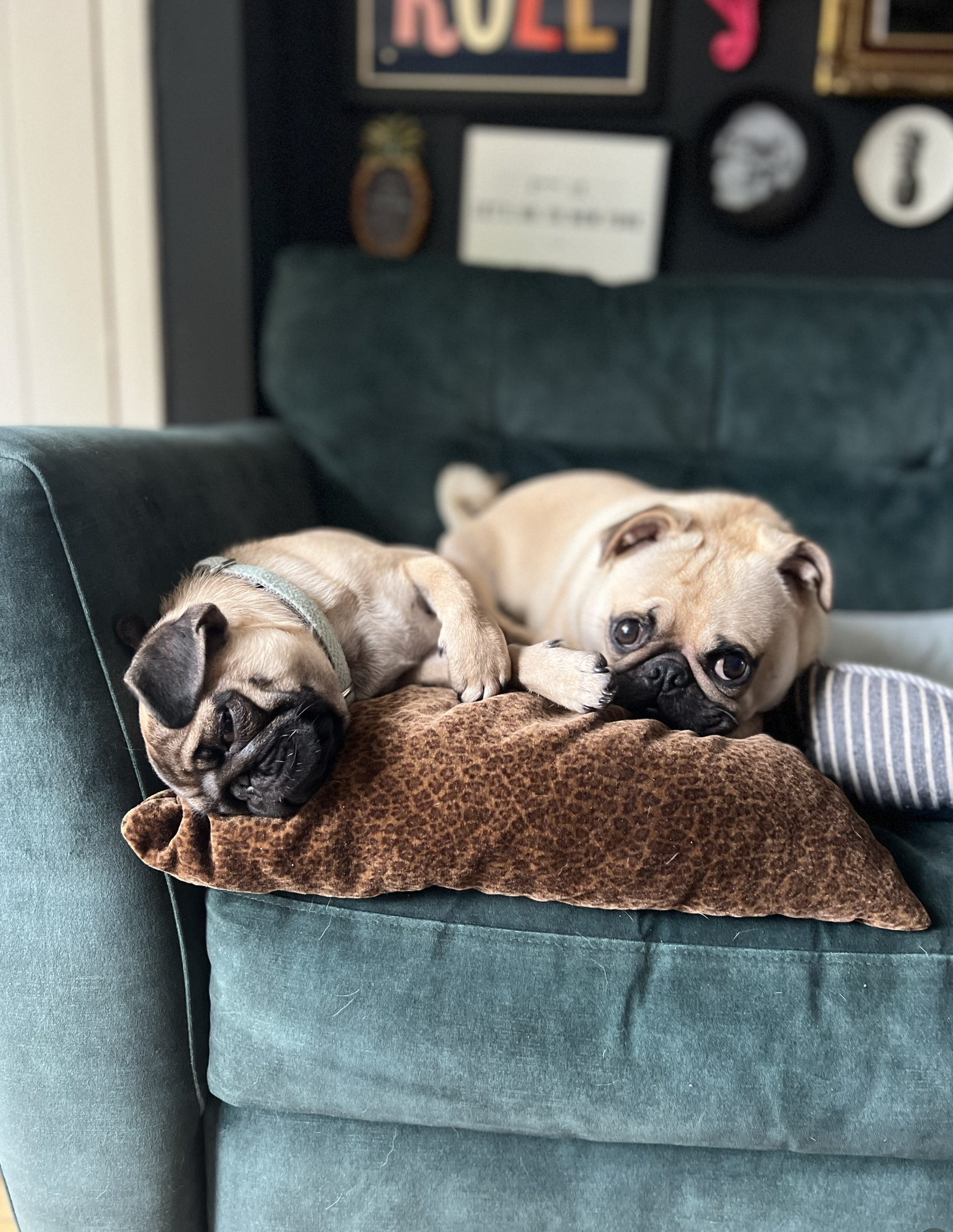 Two puppies sleeping on a couch, one on a plush blanket and the other on a pillow, with a dark wall and framed artwork in the background.