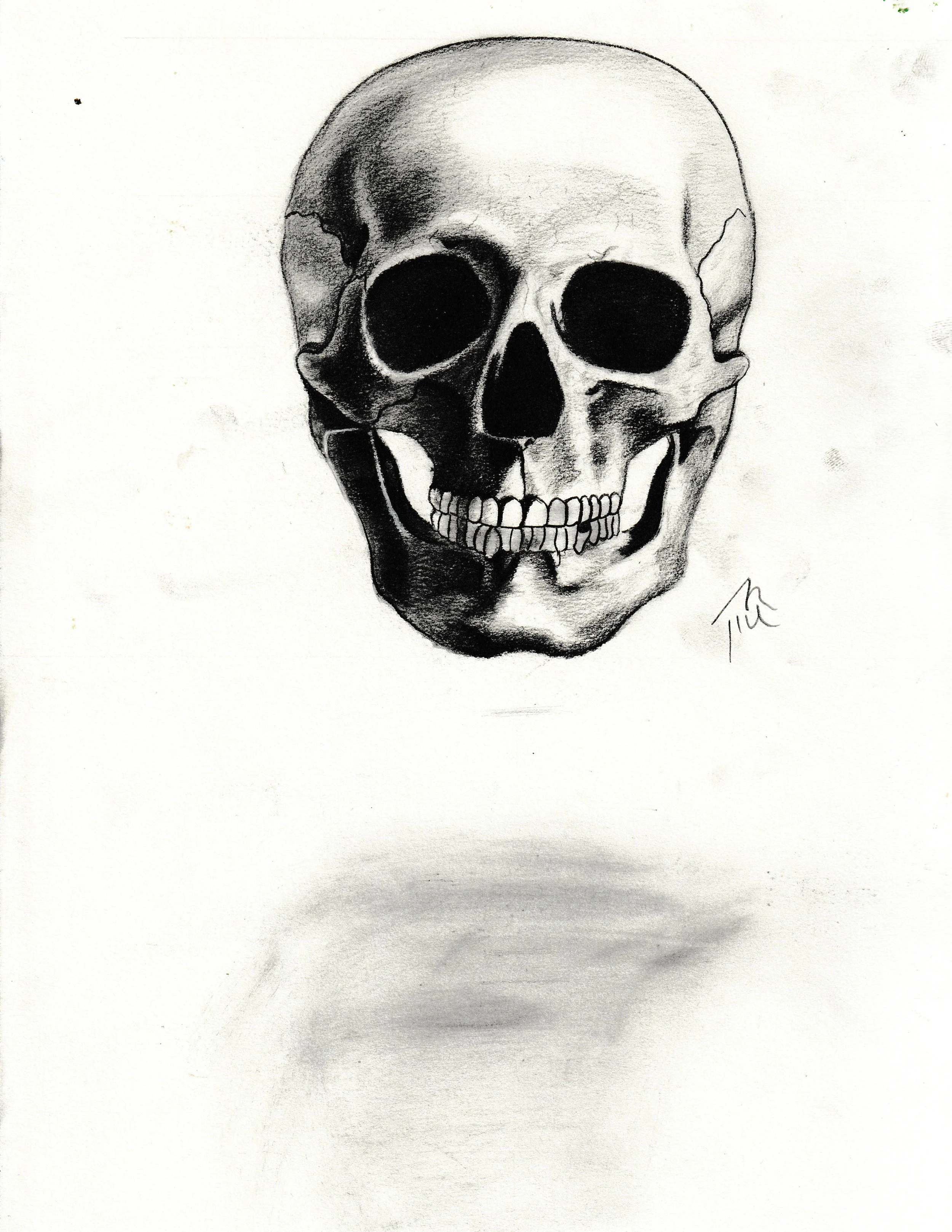 skull study