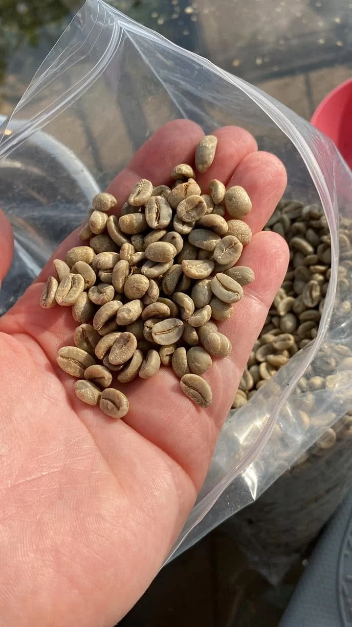 Green Coffee.jpg