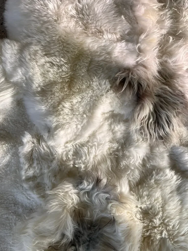 Oasis by Wol Society, a creamy white sheepskin rug with soft grey and smoky brown accents