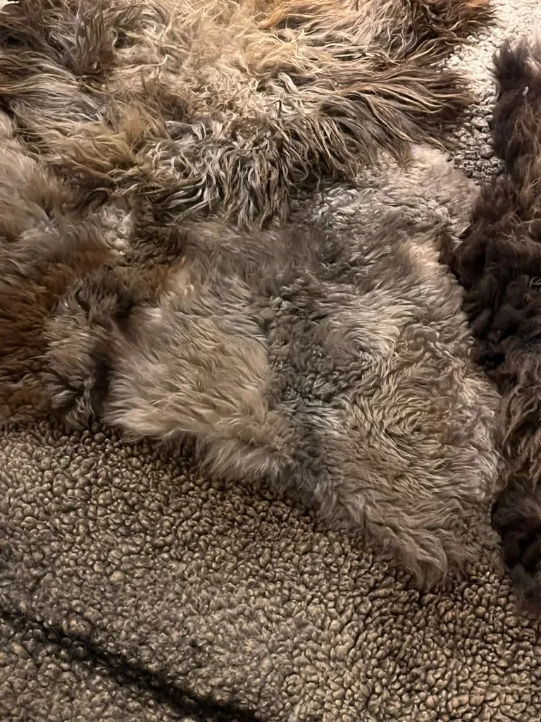 Him by Wol Society, a brown sheepskin rug with shaggy smoky-brown fleece and a close-curled cocoa pelt
