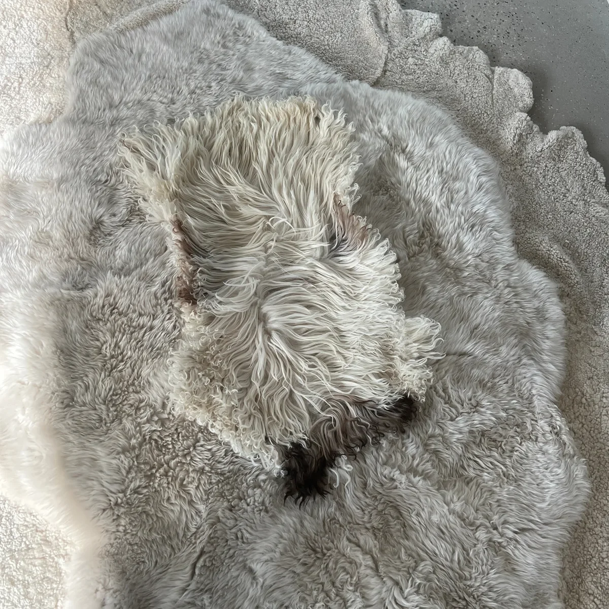 Jules by Wol Society, an ivory sheep skin rug with curly edges and one dark brown accent at its center