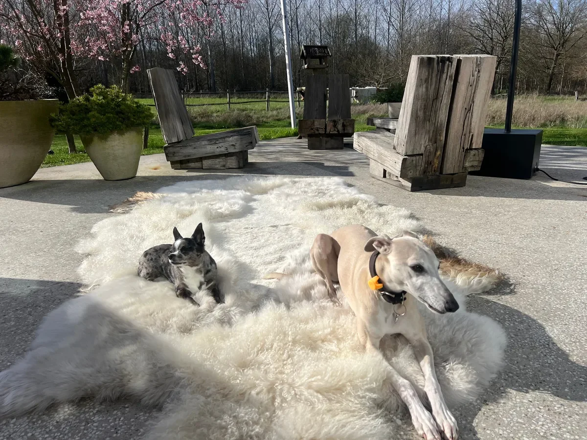 Lilo by Wol Society, a cream sheep skin rug with long, soft fleece and a warm brown edge
