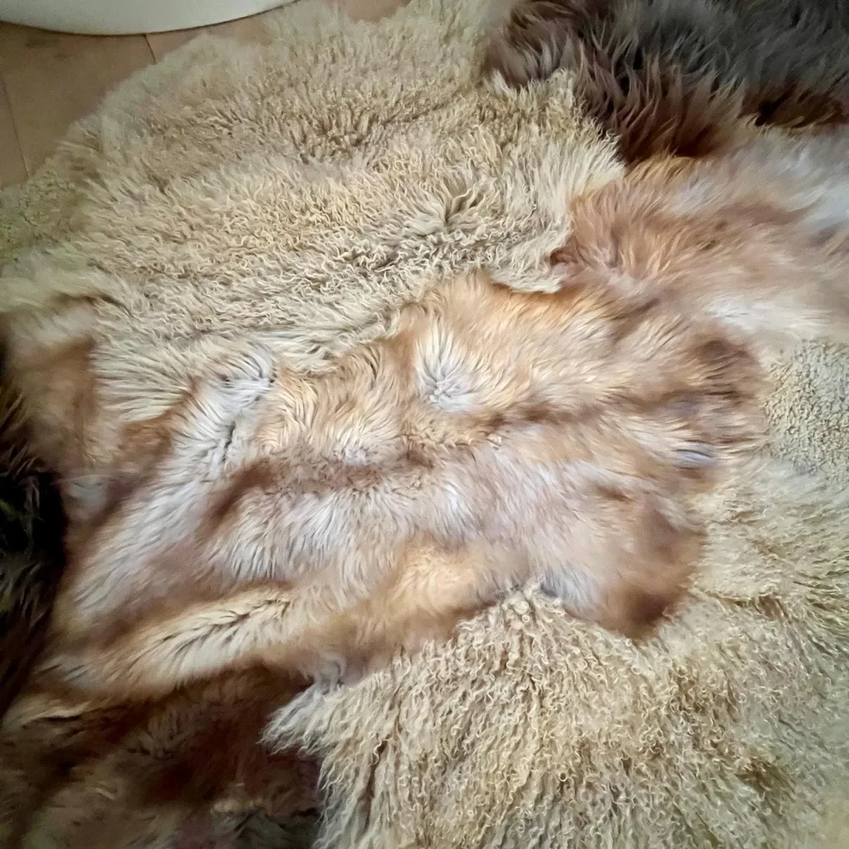 Cobra by Wol Society, a brown and cream patchwork sheepskin rug with long chestnut and curly cream fleece
