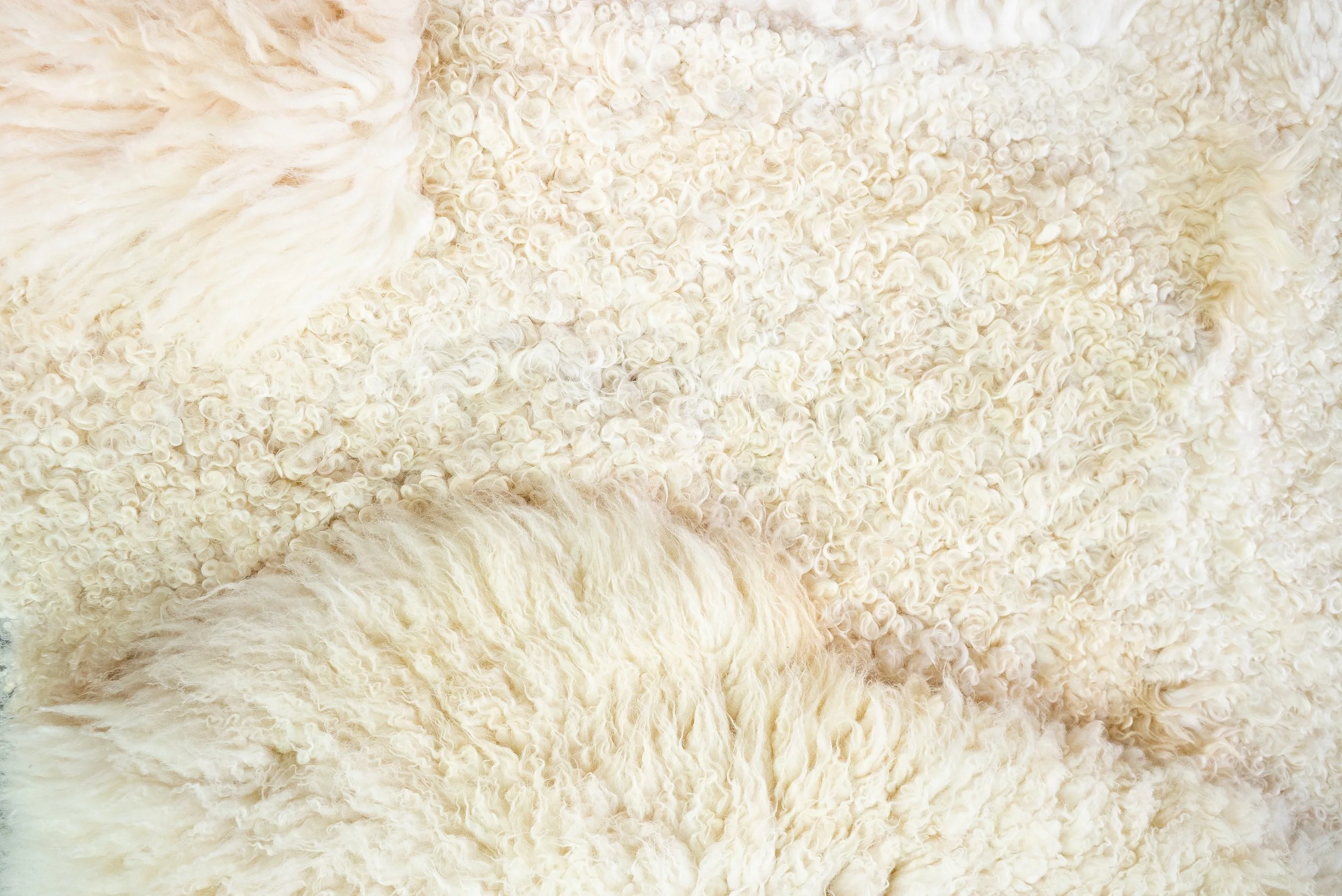 Nugget by Wol Society, a large buttery cream sheep skin rug with curly and silky fleece