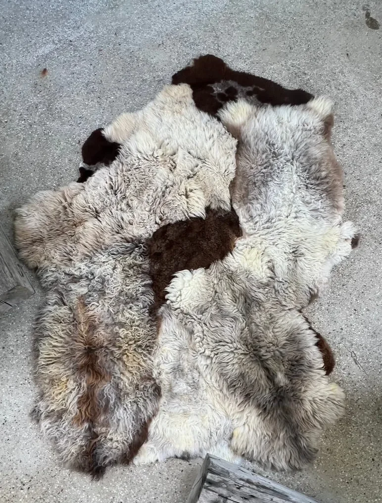 Muffin by Wol Society, a curly oatmeal and grey-taupe sheep skin rug with chocolate brown pelts