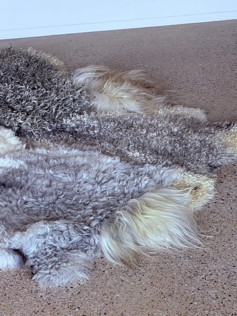 Silver Mist by Wol Society, an ivory and silver grey sheepskin rug with curly, frosted pelts