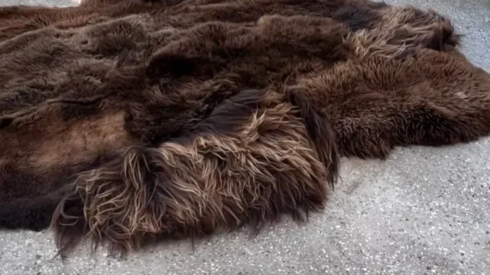 Barry by Wol Society, a shaggy dark brown sheepskin rug with caramel-colored tips
