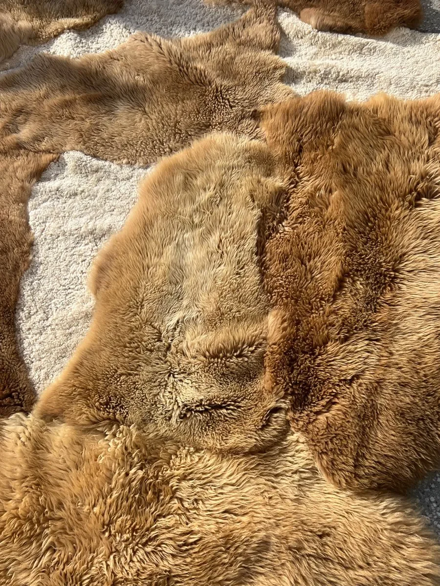 Wuzzy by Wol Society, a large caramel and honey sheep skin rug with patches of curly cream