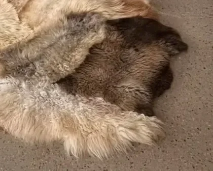 Balou by Wol Society, a patchwork sheep skin rug in honey, soft grey and chocolate brown