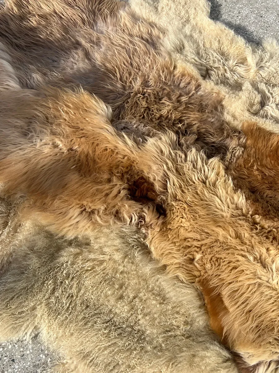 Punch by Wol Society, a golden honey and caramel sheep skin rug with lighter sandy pelts