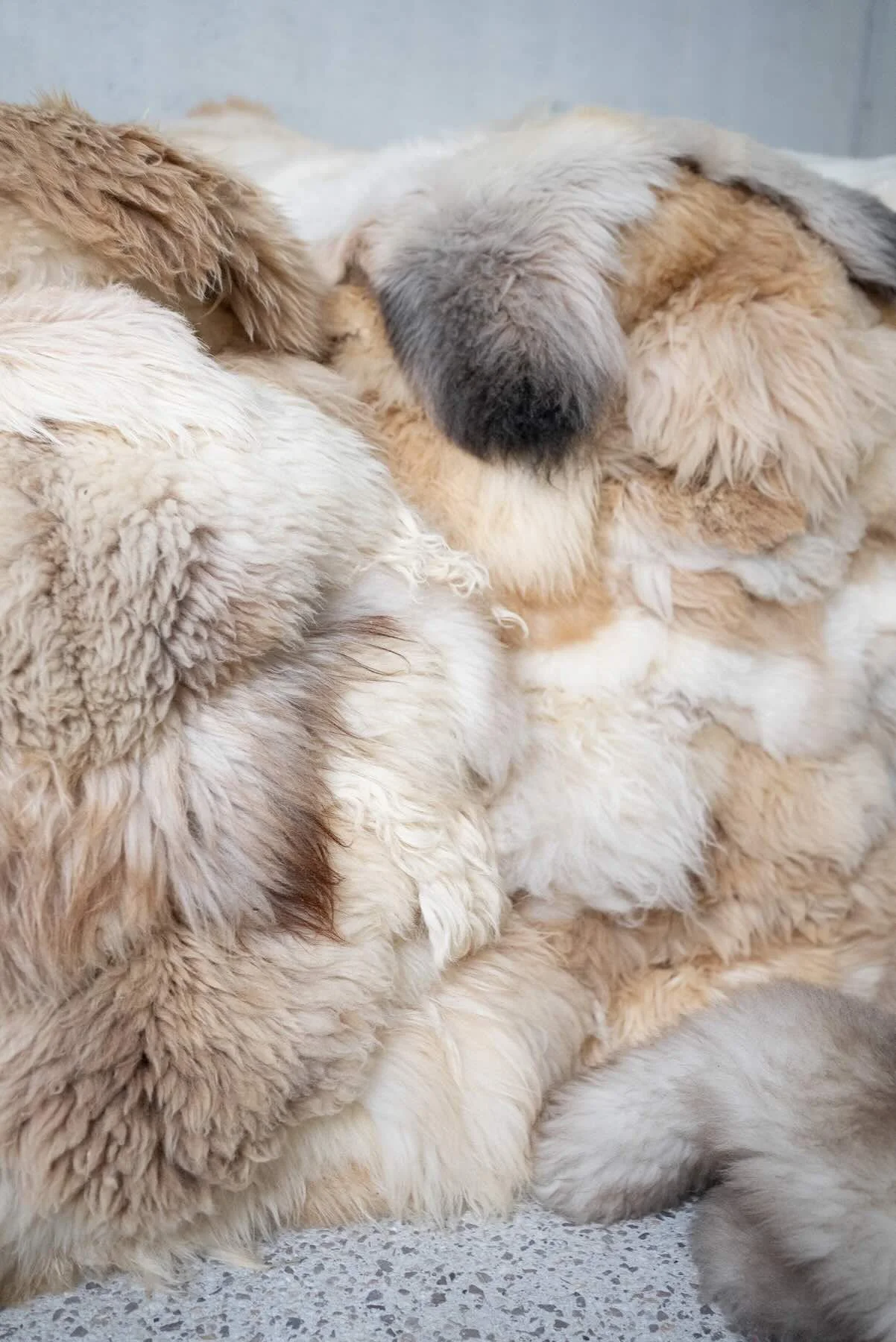 Close-up of stacked Wol Society sheep skin rugs in cream, tan, beige, and grey with soft, fluffy wool
