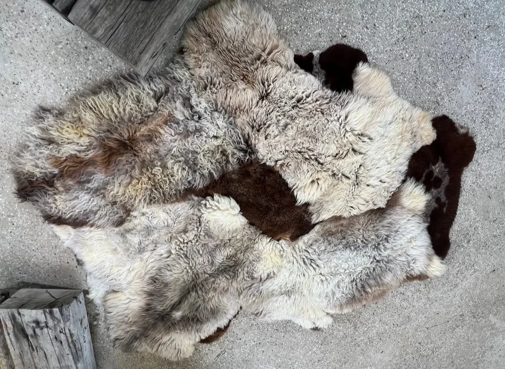 Muffin by Wol Society, a curly oatmeal and grey-taupe sheep skin rug with chocolate brown pelts